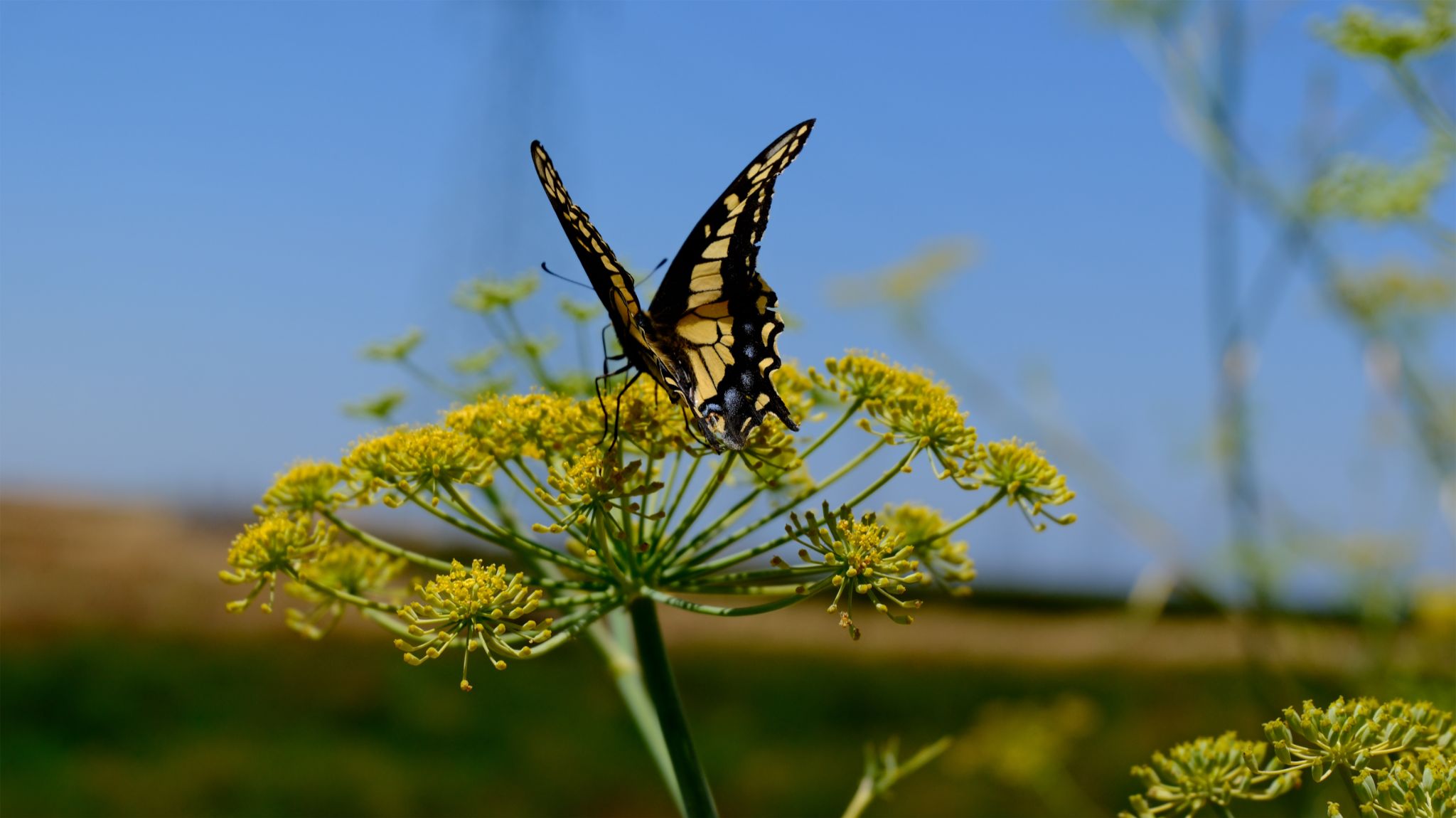 Community photo entitled Anise Yellowtail by ANDY BENTLEY on 07/07/2024 at Mountain View, CA, USA