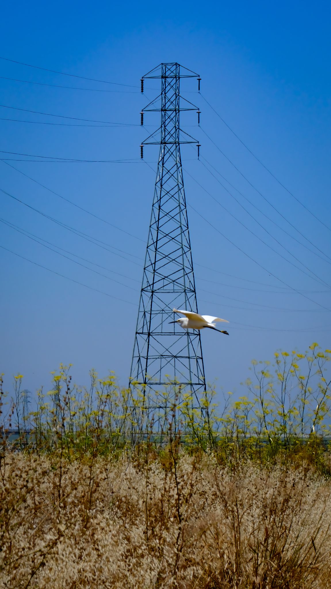 Community photo entitled Egret-in-Flight by ANDY BENTLEY on 07/07/2024 at Mountain View, CA, United States