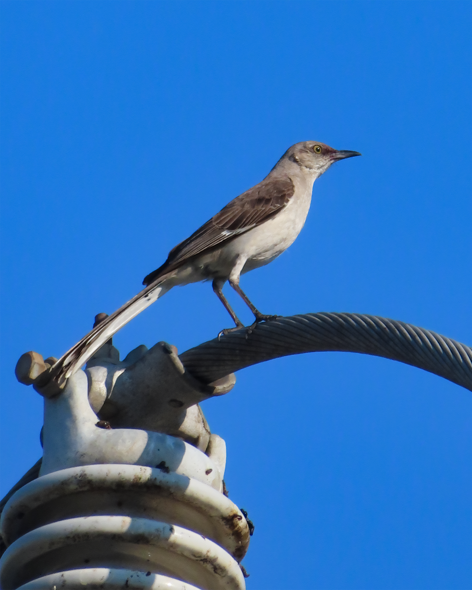 Community photo entitled Northern Mocking Bird by ANDY BENTLEY on 07/11/2024 at Mountain View, CA, United States