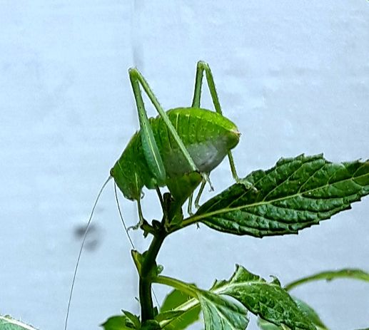 Community photo entitled Katydid by D. S. on 07/19/2024 at Irvine, CA, USA