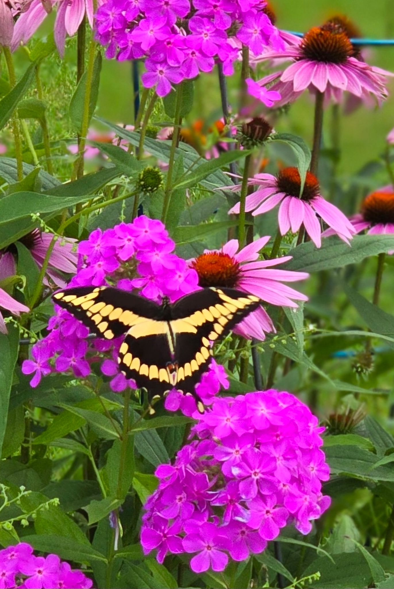 Community photo entitled One of the big three by Denise Anderson on 07/14/2024 at West Liberty, Iowa, USA