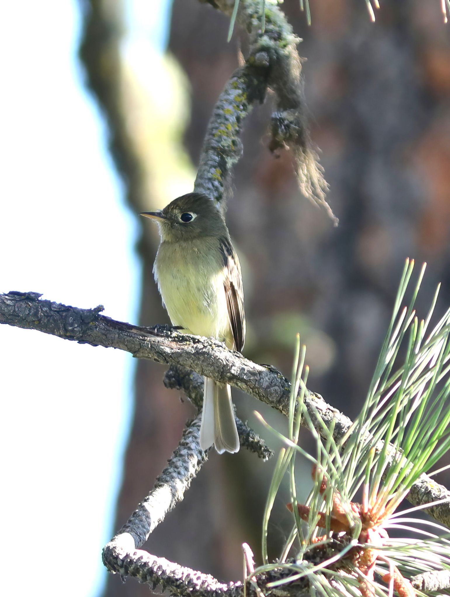 Community photo entitled Western Flycatcher by Kris Hazelbaker on 07/09/2024 at Grangeville, Idaho, USA