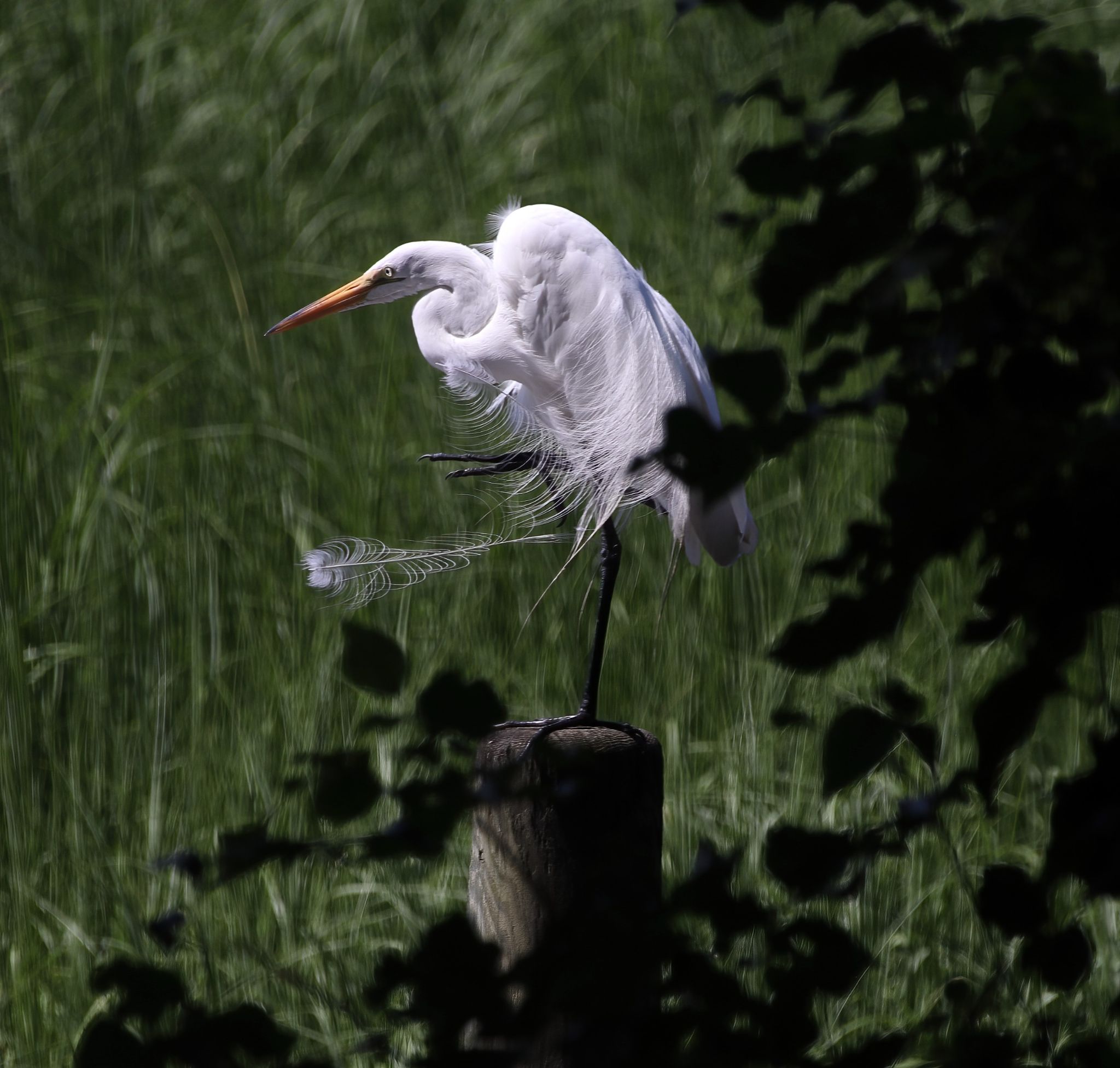 Community photo entitled Great White Egret by Steven Bellavia on 07/21/2024 at Mattituck, NY