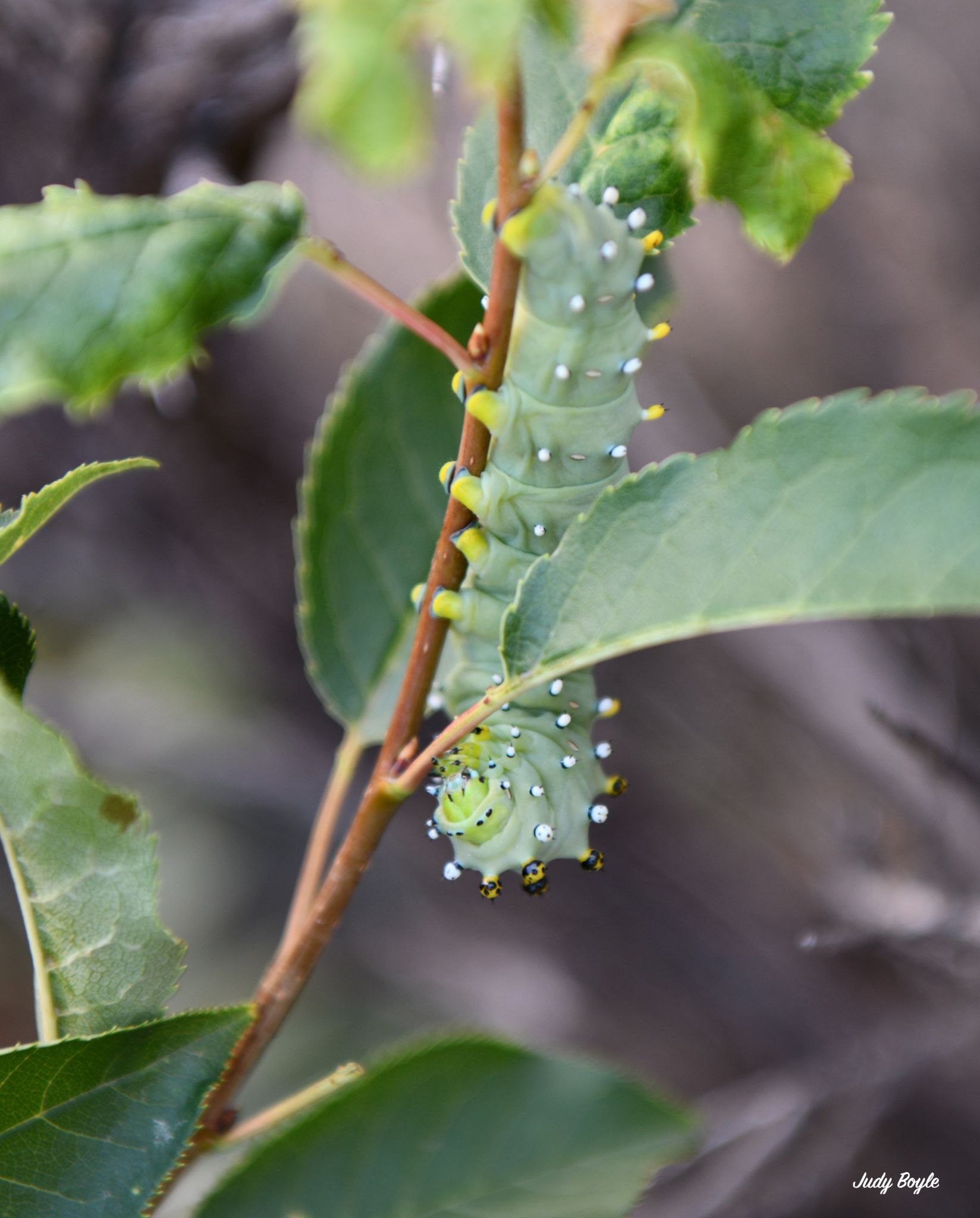 Community photo entitled Dinner time for a Cecropia Moth caterpillar by Judy Boyle on 07/29/2024 at Whitehall, Montana, USA