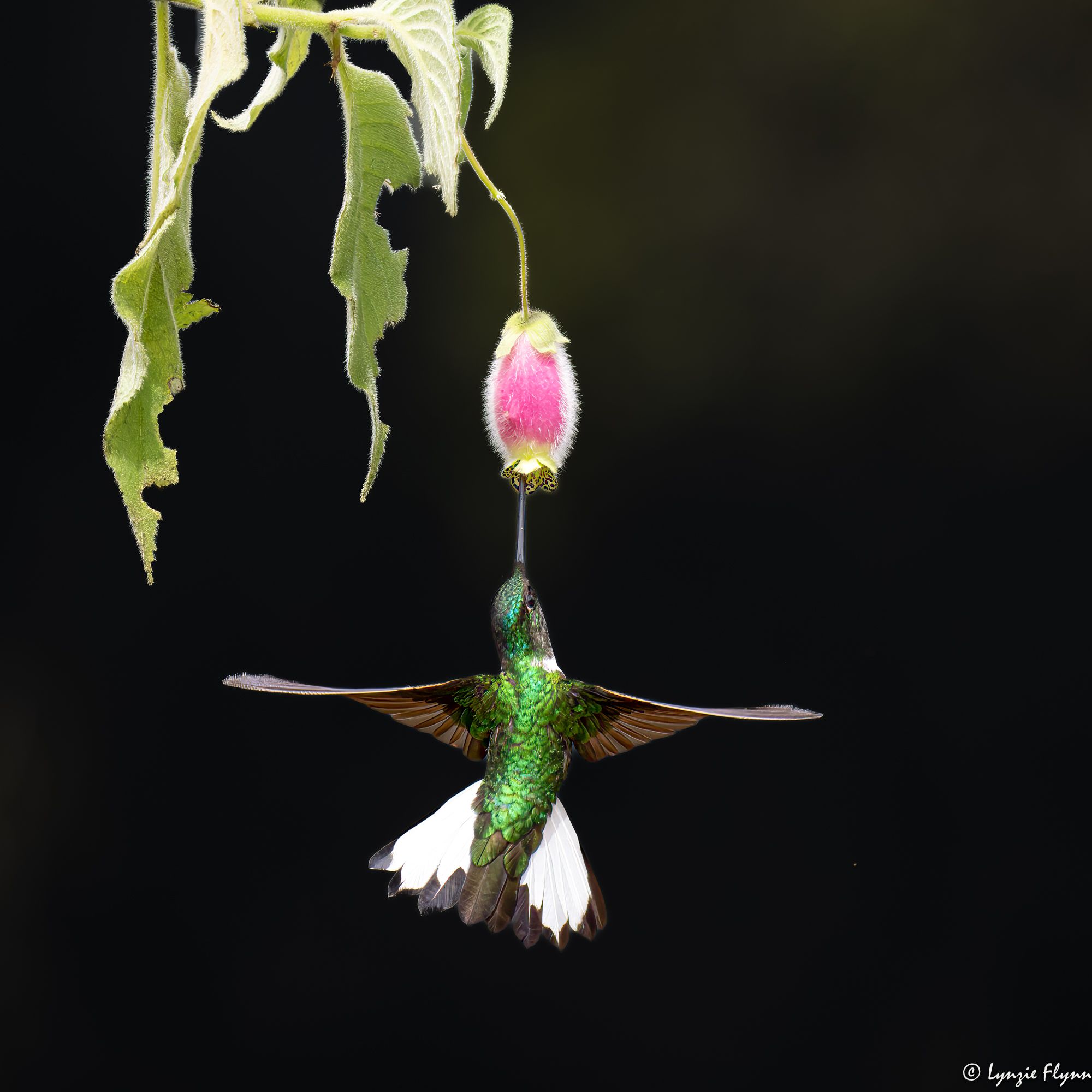 Community photo entitled Sipping nectar by Lynzie Flynn on 04/18/2024 at Mindo, Ecuador