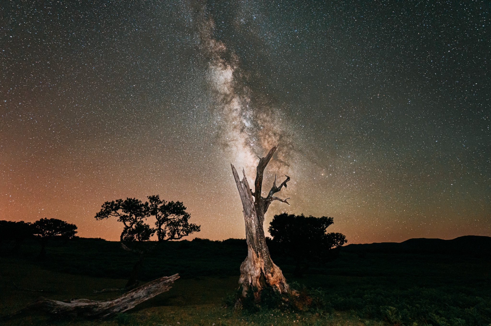 Community photo entitled The branches of the Milky Way by Diogo Silva on 07/09/2024 at Fanal, Madeira Island, Portugal