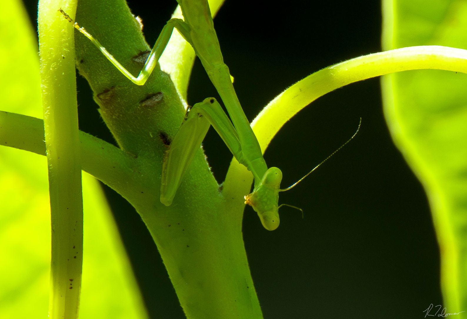 Community photo entitled Baby Praying Mantis, July 14, 2024 by Ray Tolomeo on 07/14/2024 at Bristow, Virginia