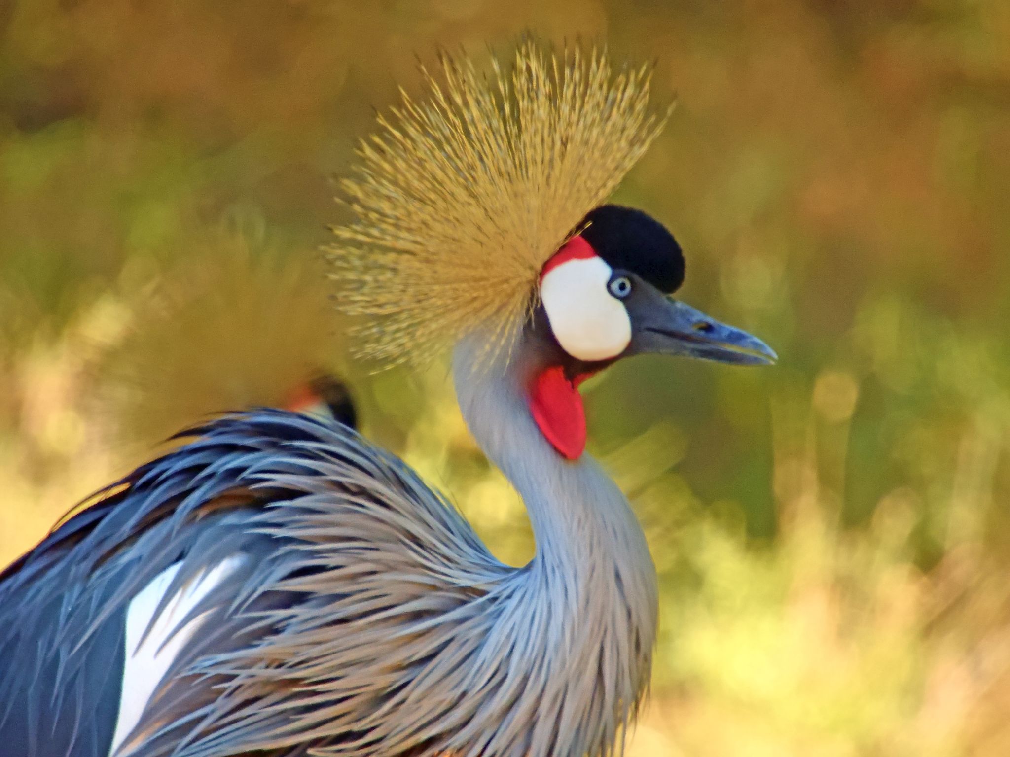 Community photo entitled Grey Crowned Crane by Cecille Kennedy on 07/07/2024 at Southern Oregon