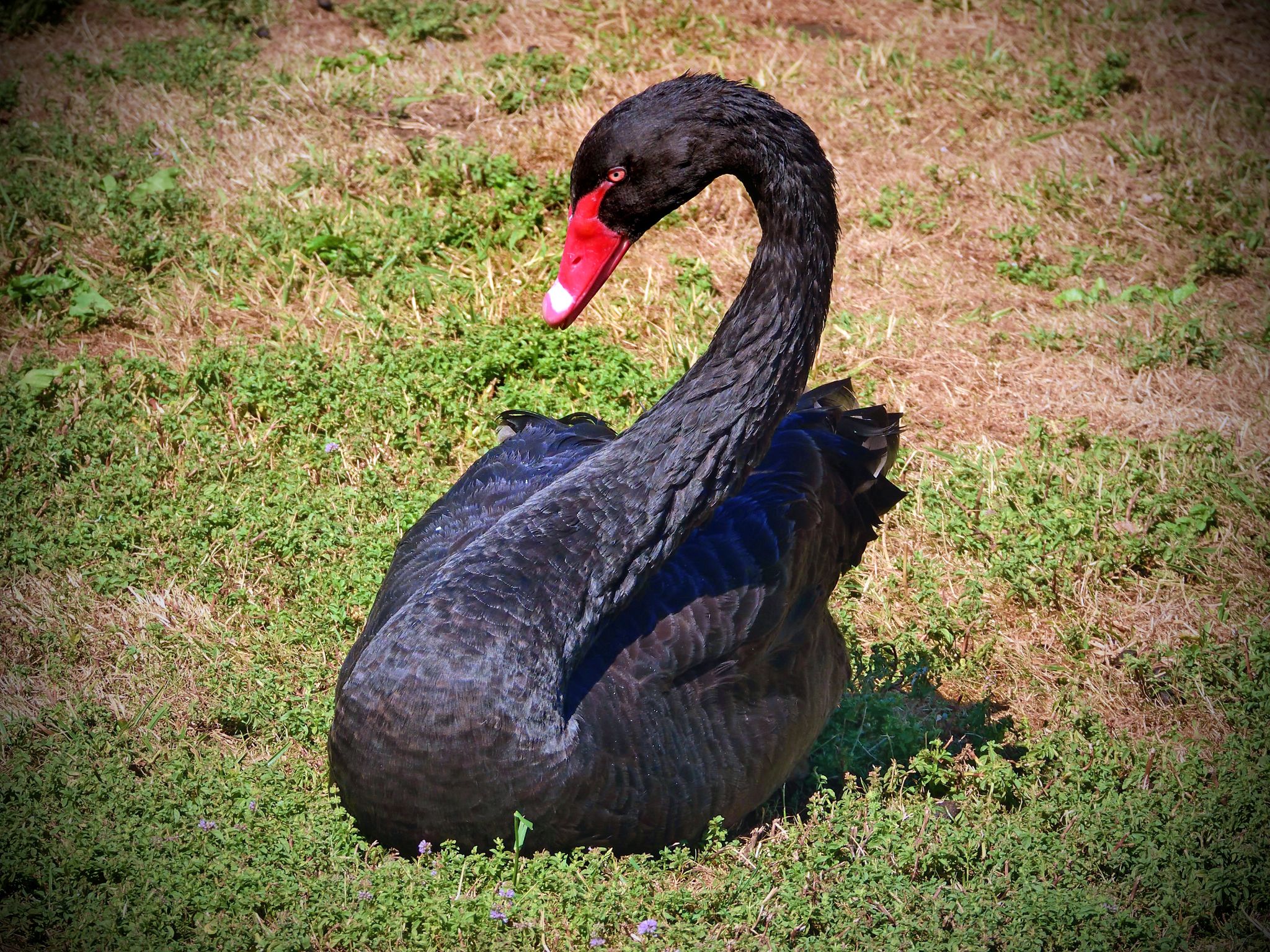 Community photo entitled Black Swan by Cecille Kennedy on 07/08/2024 at Winston, Oregon