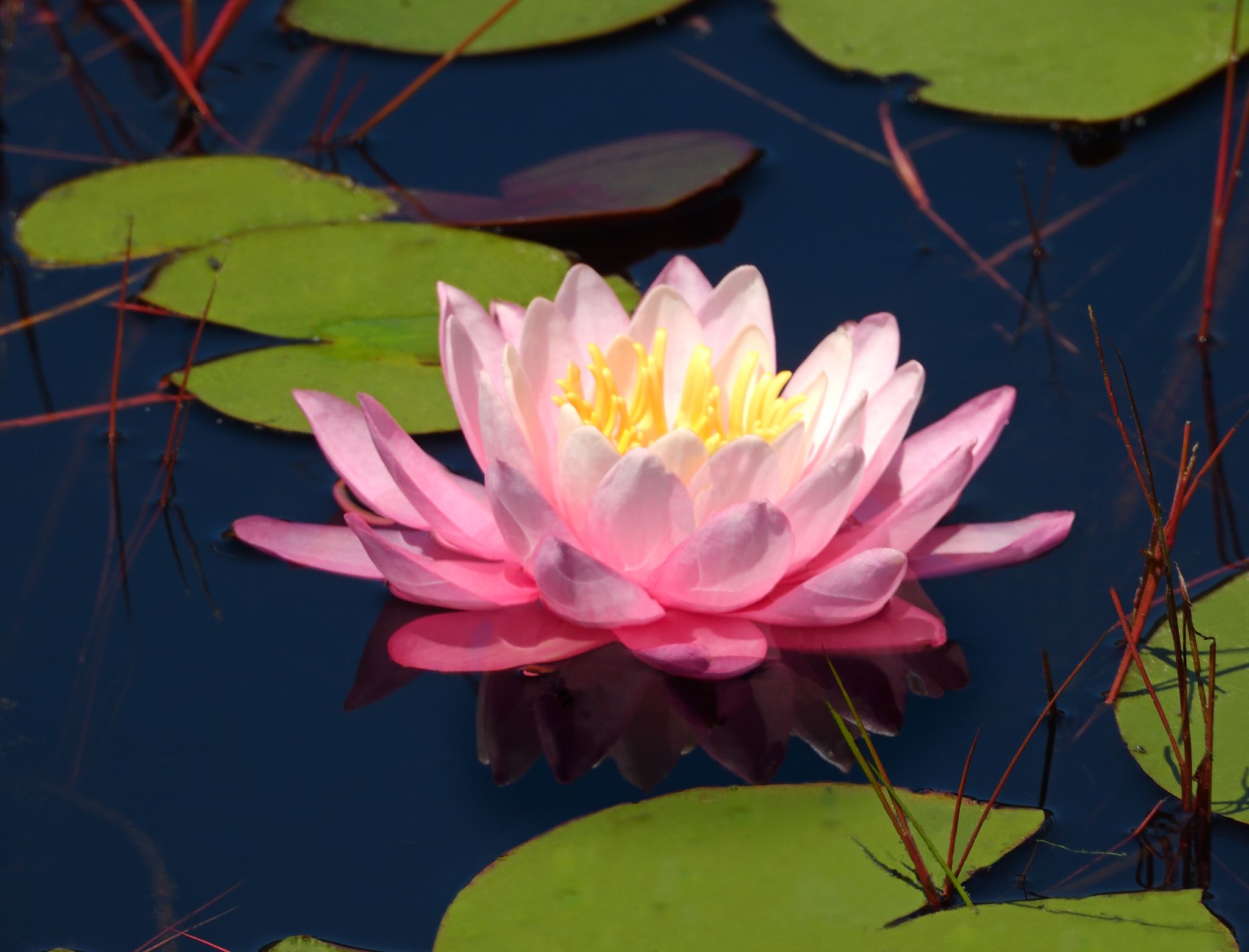 Community photo entitled Fragrant Pink Water Lily by Cecille Kennedy on 07/08/2024 at Florence, Oregon