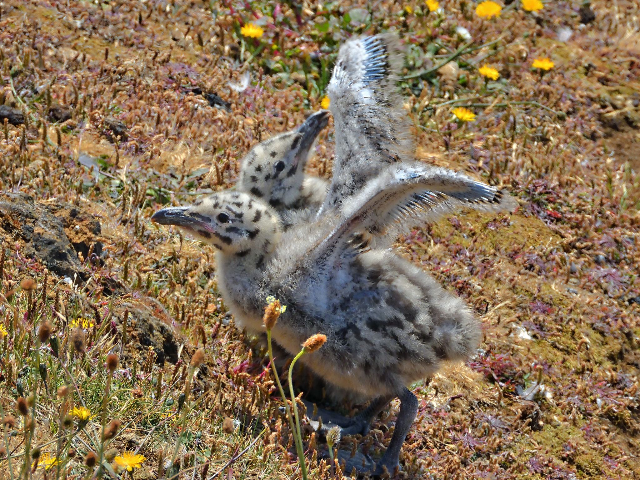 Community photo entitled Flying Practice by Cecille Kennedy on 07/16/2024 at Pirate Cove, Oregon