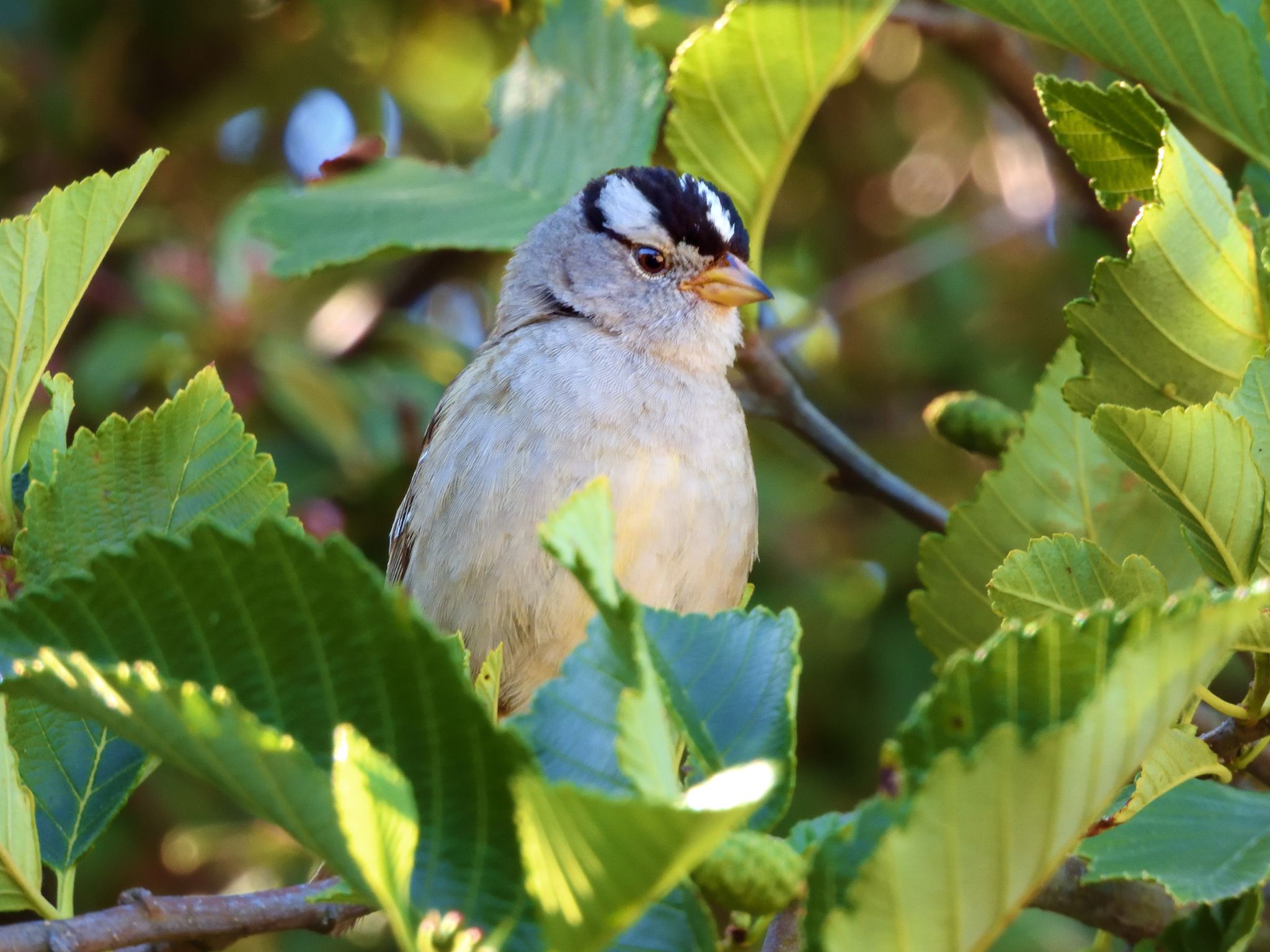 Community photo entitled Sparrow by Cecille Kennedy on 07/18/2024 at Depoe Bay, Oregon