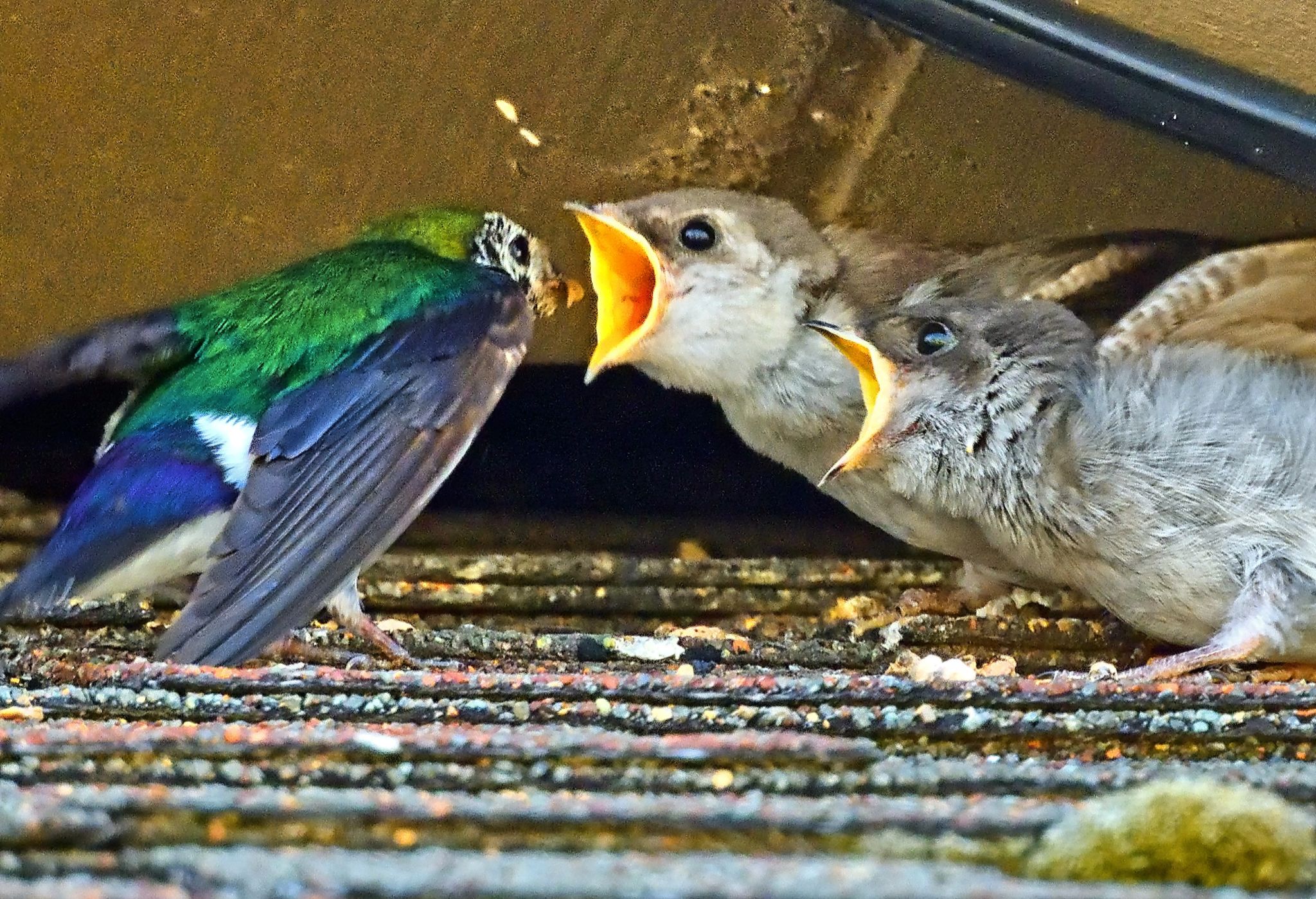 Community photo entitled Hungry Nestlings by Cecille Kennedy on 07/21/2024 at Oregon Coast, Oregon