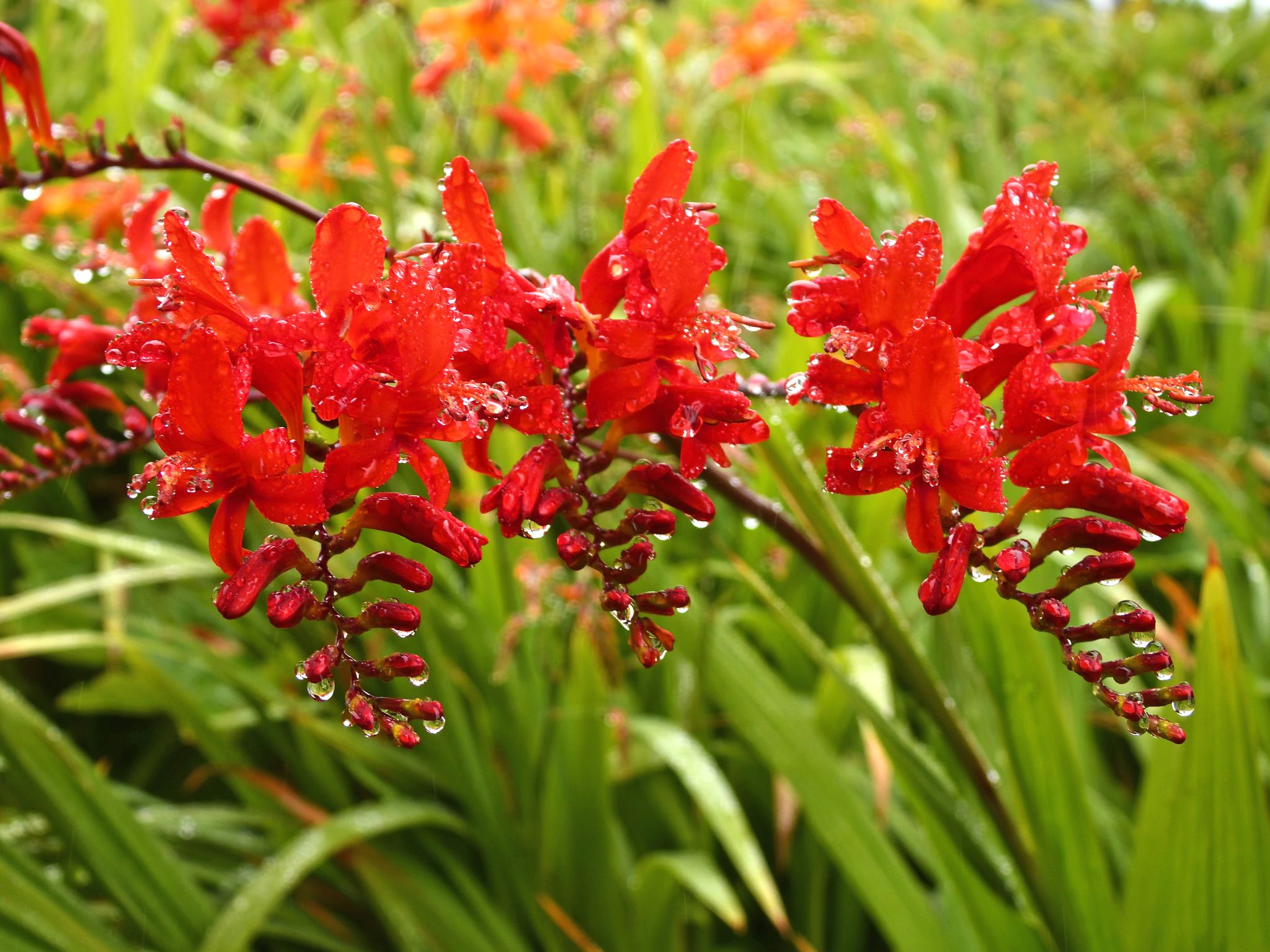 Community photo entitled Raindrops on Red Crocosmia by Cecille Kennedy on 07/29/2024 at Depoe Bay, Oregon