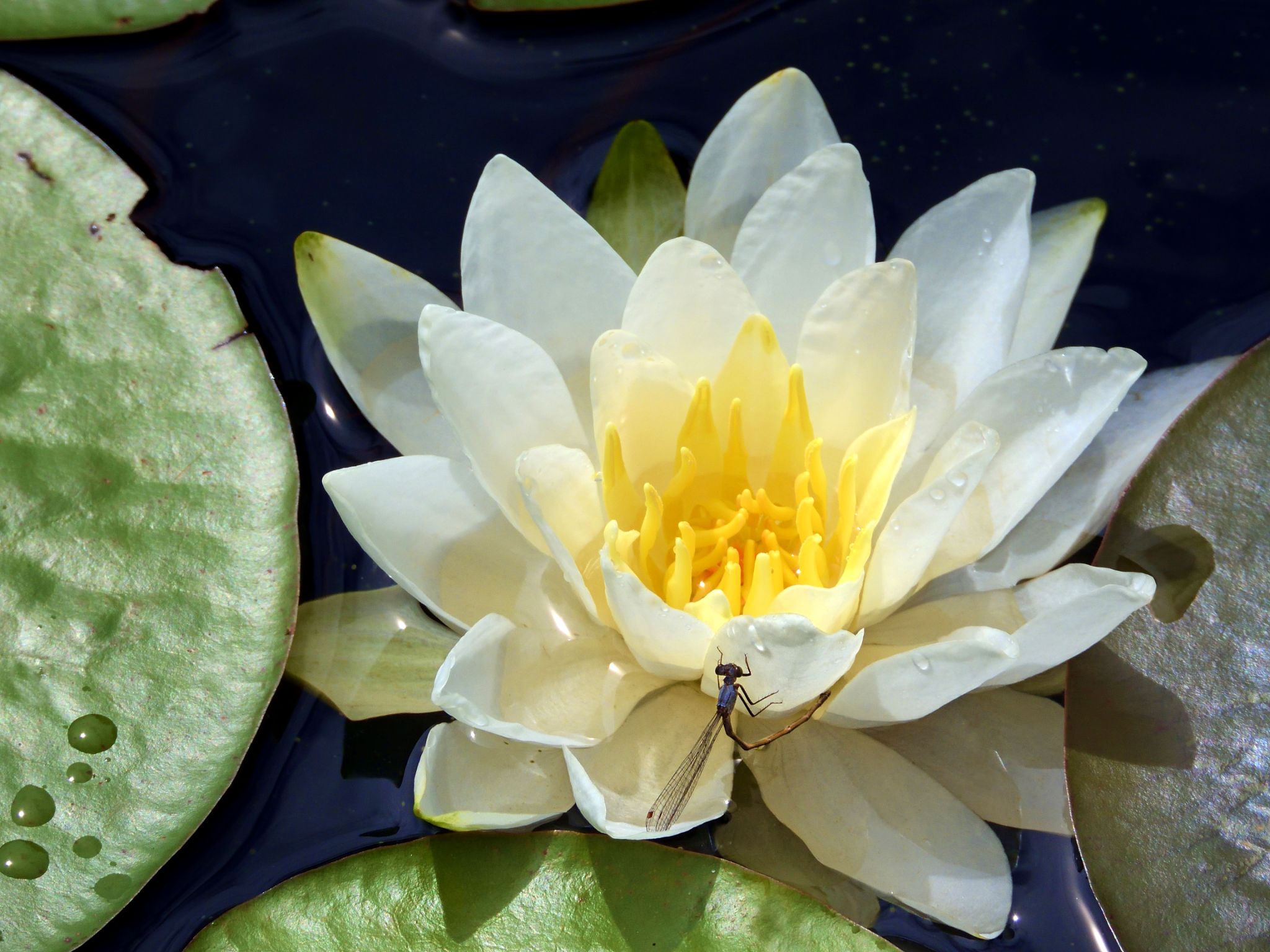 Community photo entitled White Water Lily and Damselfly by Cecille Kennedy on 07/30/2024 at Devils Lake, Lincoln City, Oregon