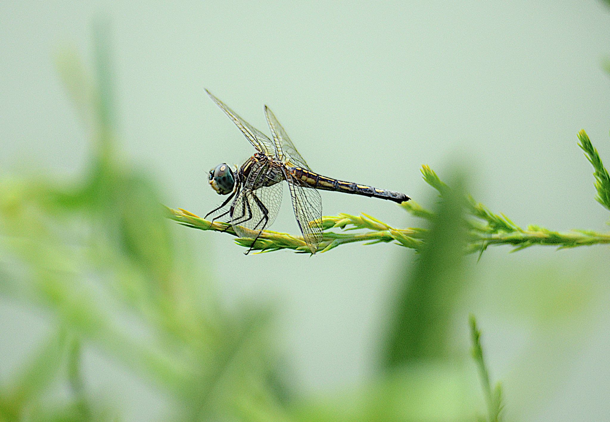 Community photo entitled Female blue dasher on a sunny afternoon by Randy Strauss on 07/23/2024 at Walnut Creek Lake, Nebraska