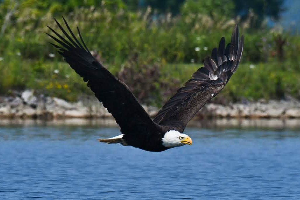 Community photo entitled Bald Eagle Flyby by Lorraine Boyd on 07/28/2024 at Cobleskill, New York