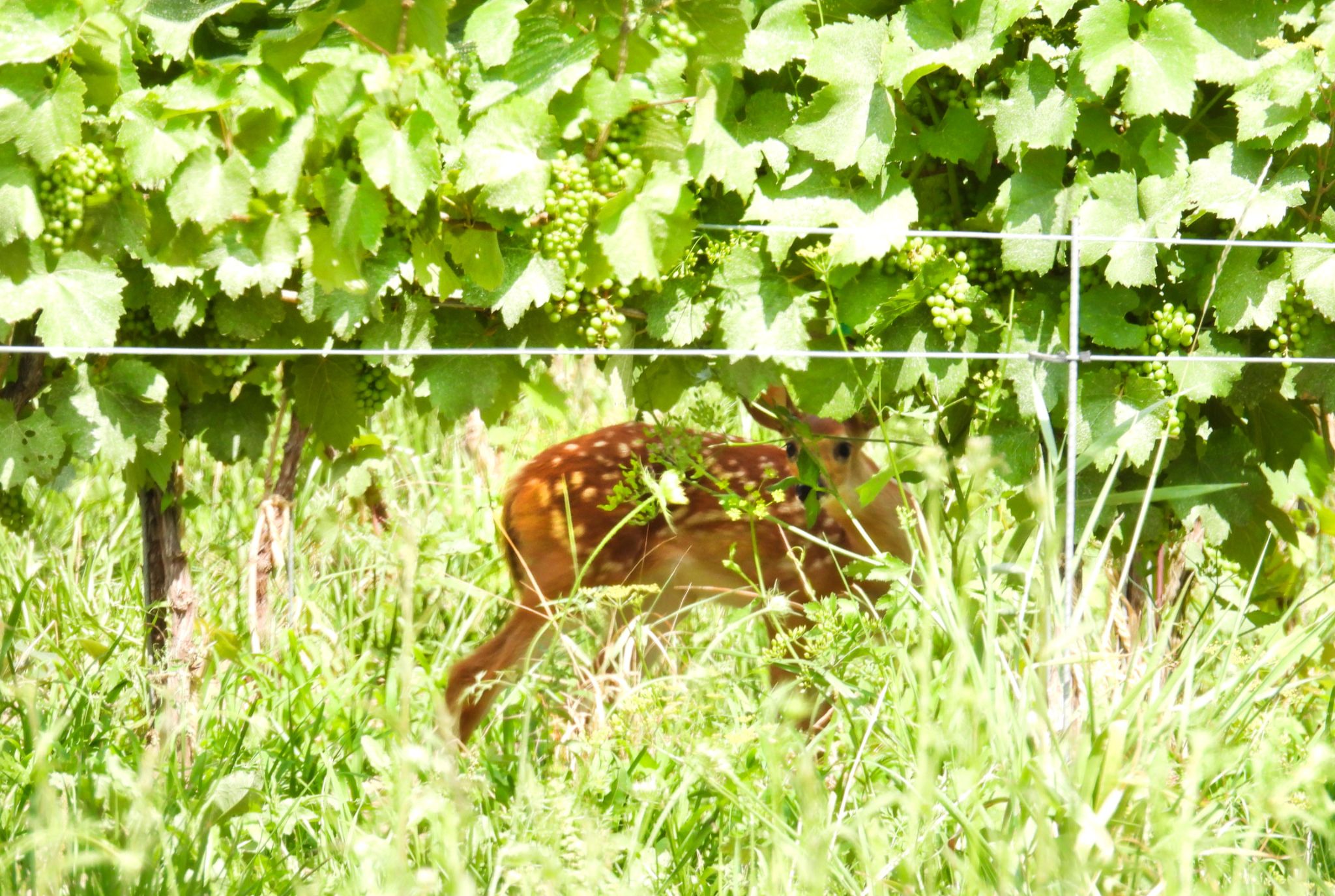 Community photo entitled Fawn in the vineyard by Nanci McCraine on 07/06/2024 at Finger Lakes Vineyard NYS