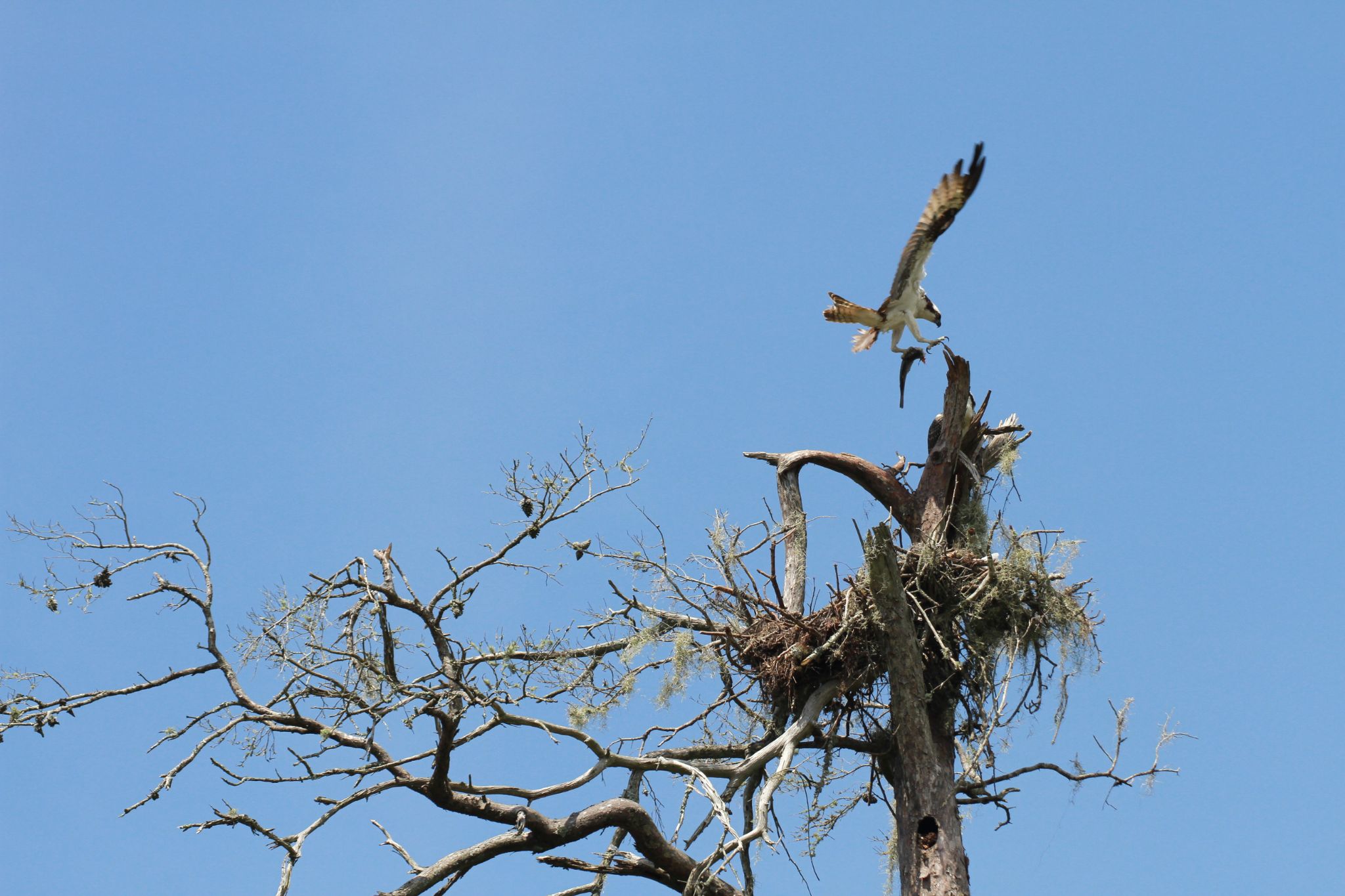 Community photo entitled Bringing home the bacon by Richard Ives on 07/30/2024 at Niceville, FL, USA