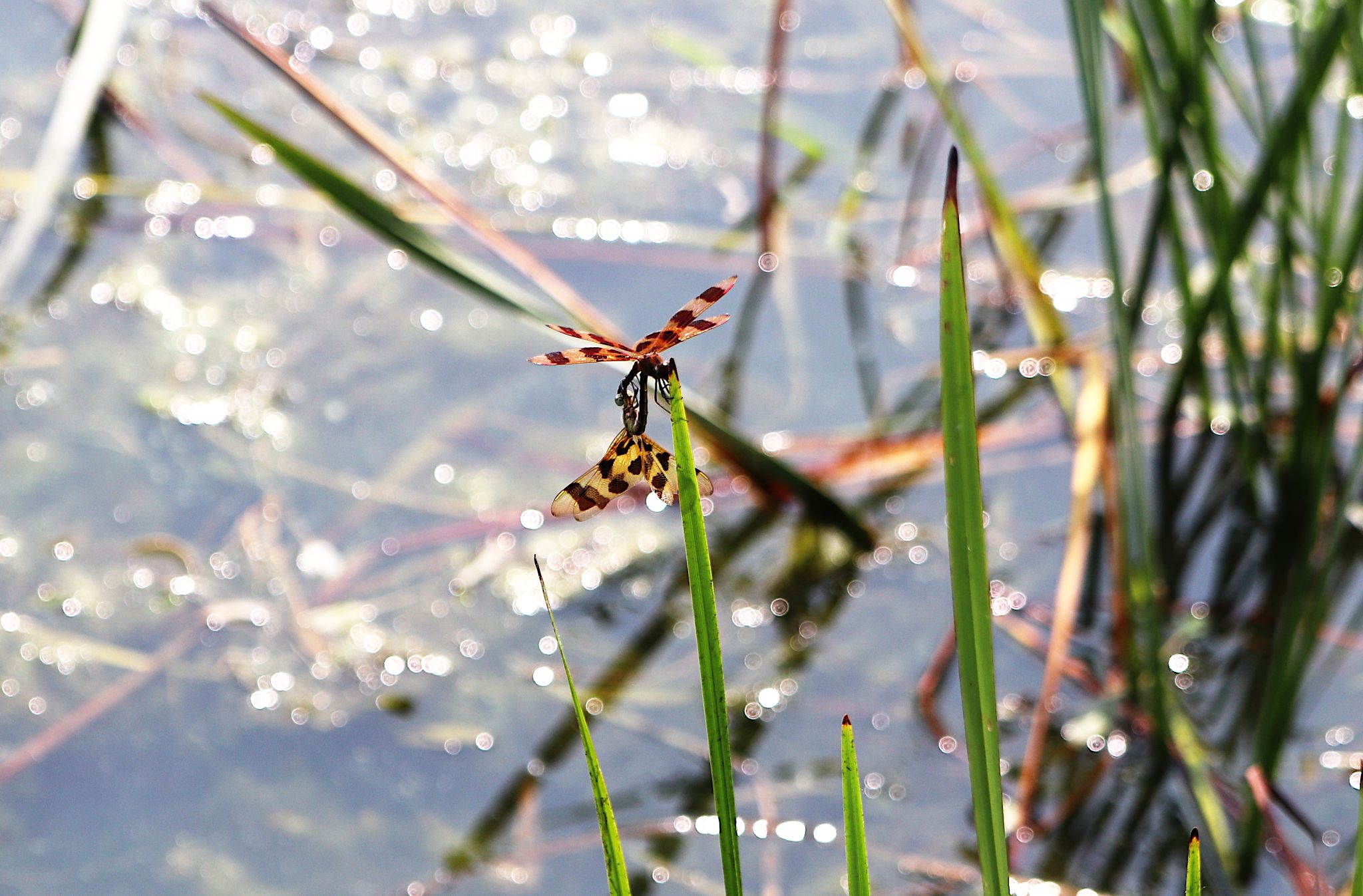 Community photo entitled Acrobatic mates by Randy Strauss on 07/10/2024 at Walnut Creek Lake, Nebraska