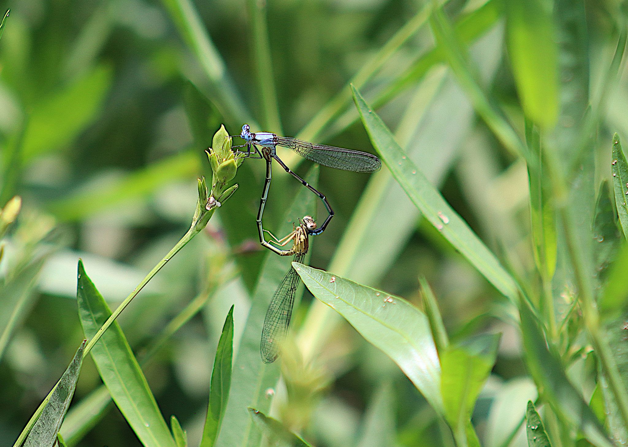 Community photo entitled Heart-shaped mating by Randy Strauss on 07/10/2024 at Walnut Creek Lake, Nebraska