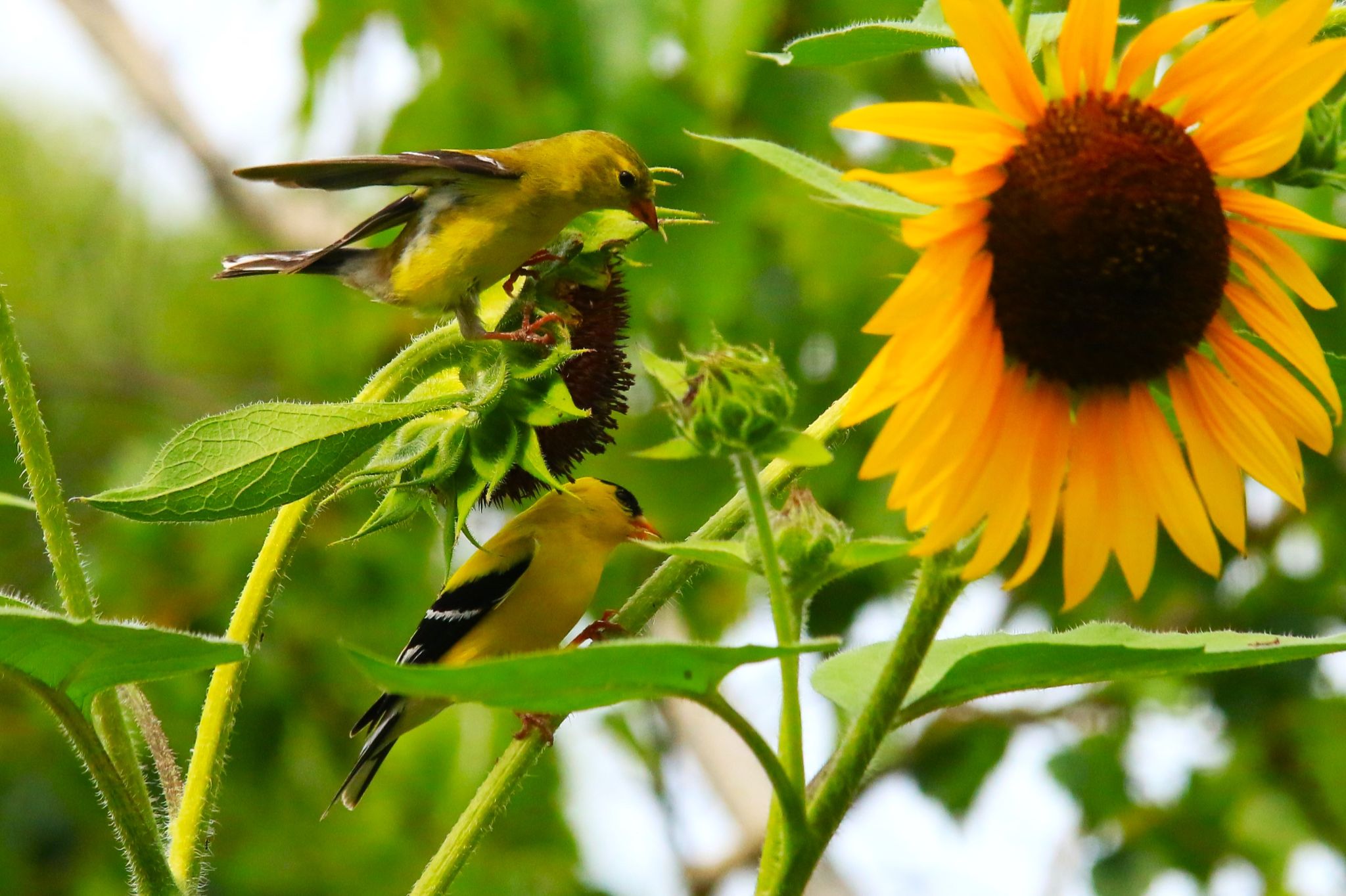 Community photo entitled Hope I'm not late....... by Bill Kozar on 07/08/2024 at Columbu Indiana USA