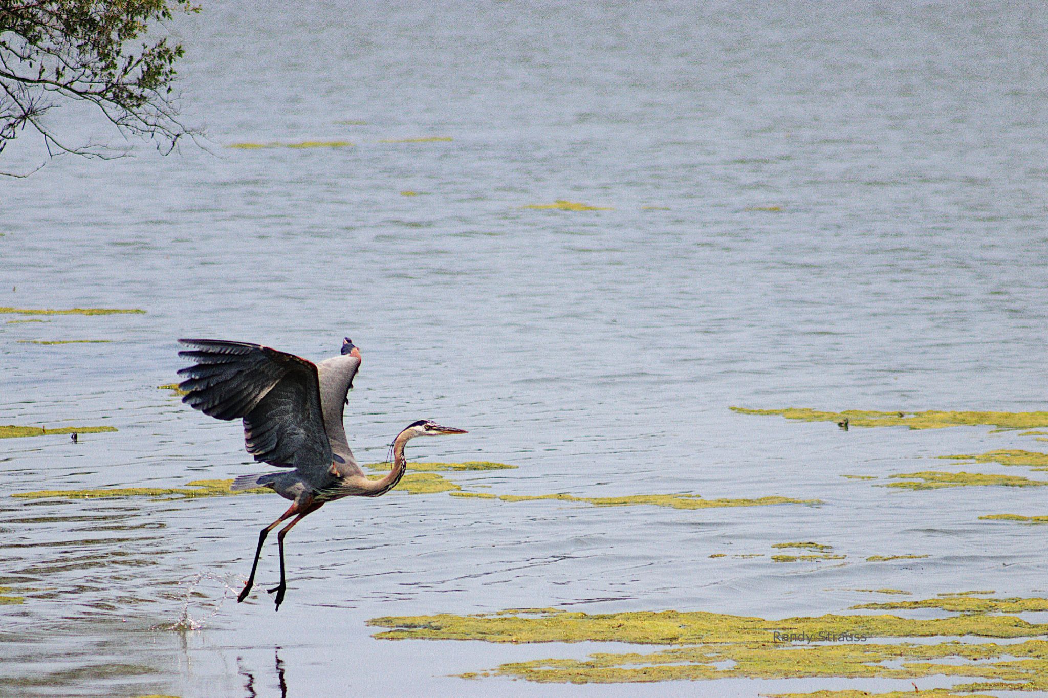 Community photo entitled Liftoff by Randy Strauss on 07/25/2024 at Walnut Creek Lake, Nebraska