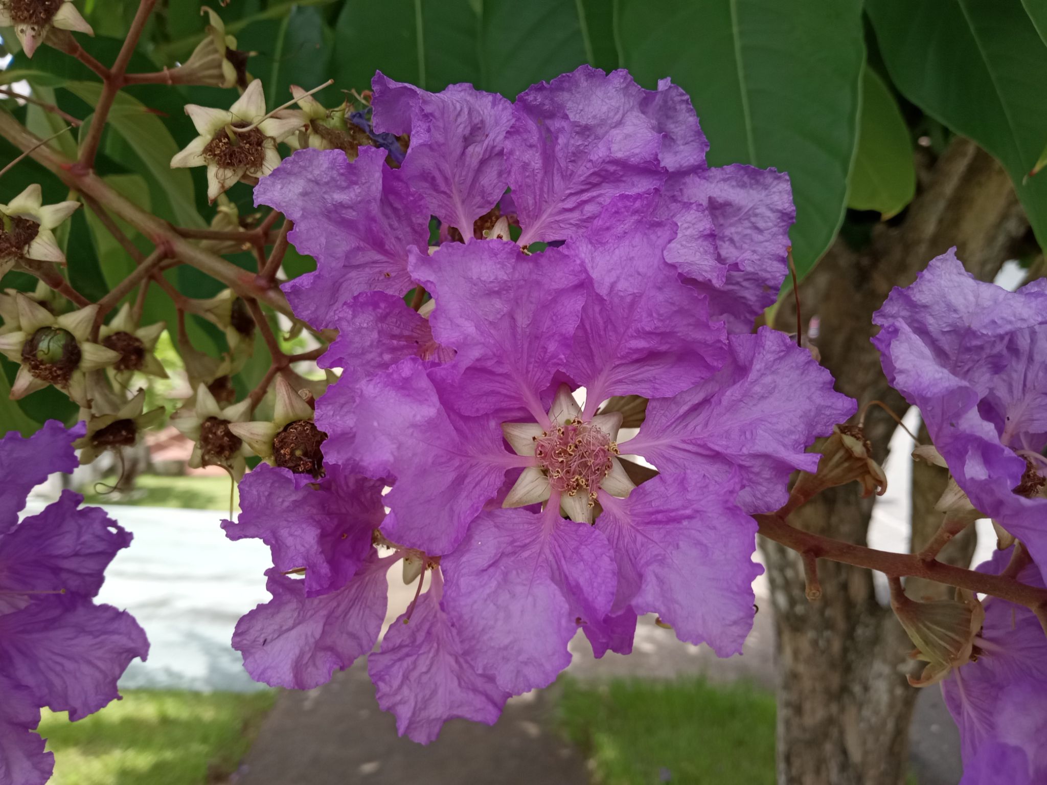 Community photo entitled The Queen's Flower by Armando Caussade on 07/06/2024 at San Juan, Puerto Rico