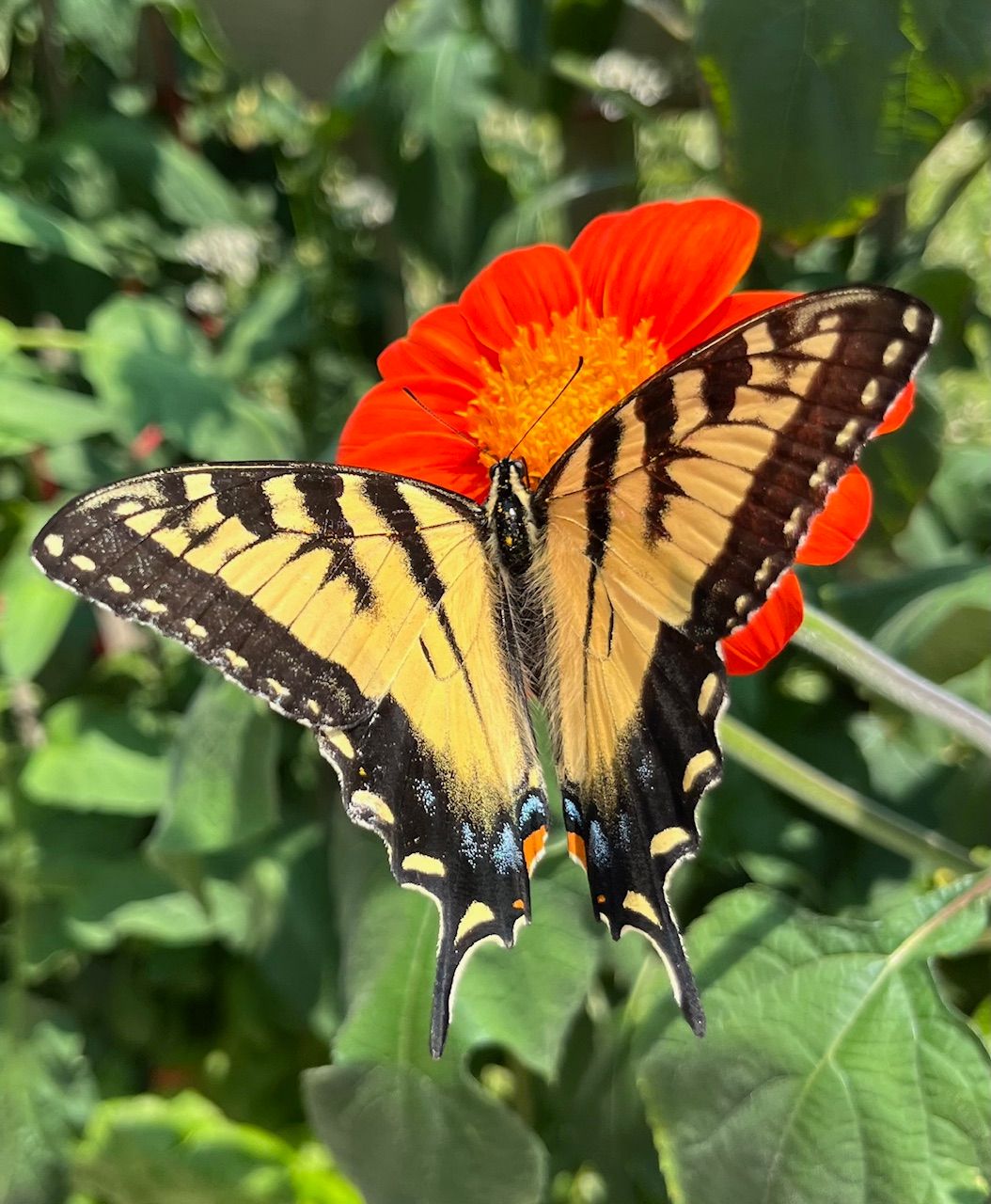 Community photo entitled Swallowtail butterfly on Mexican sunflower by Hilary Hatch on 07/14/2024 at Leicester, Vermont