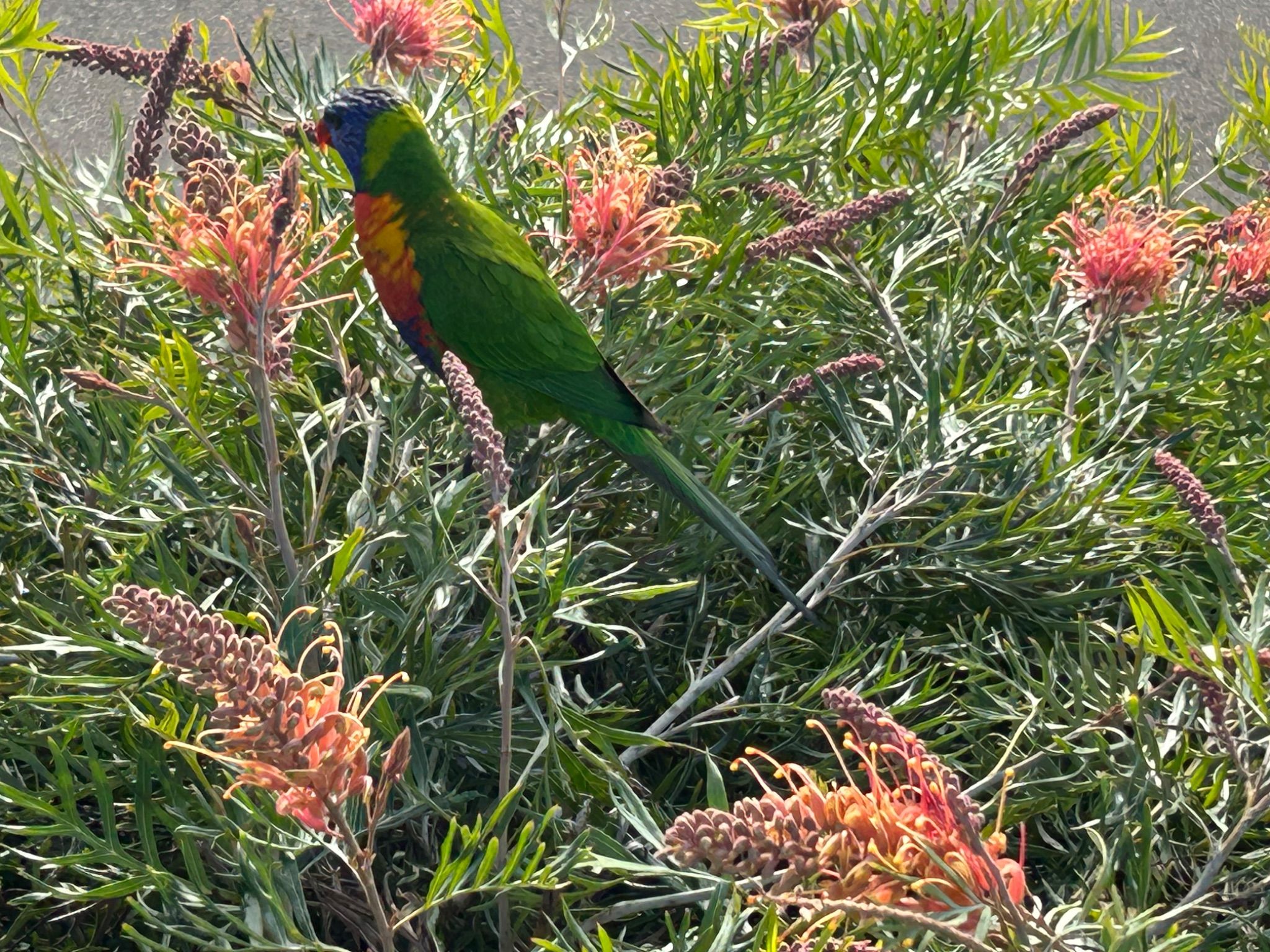 Community photo entitled A rainbow lorikeet by d Geach on 07/07/2024 at Collaroy, NSW, Australia