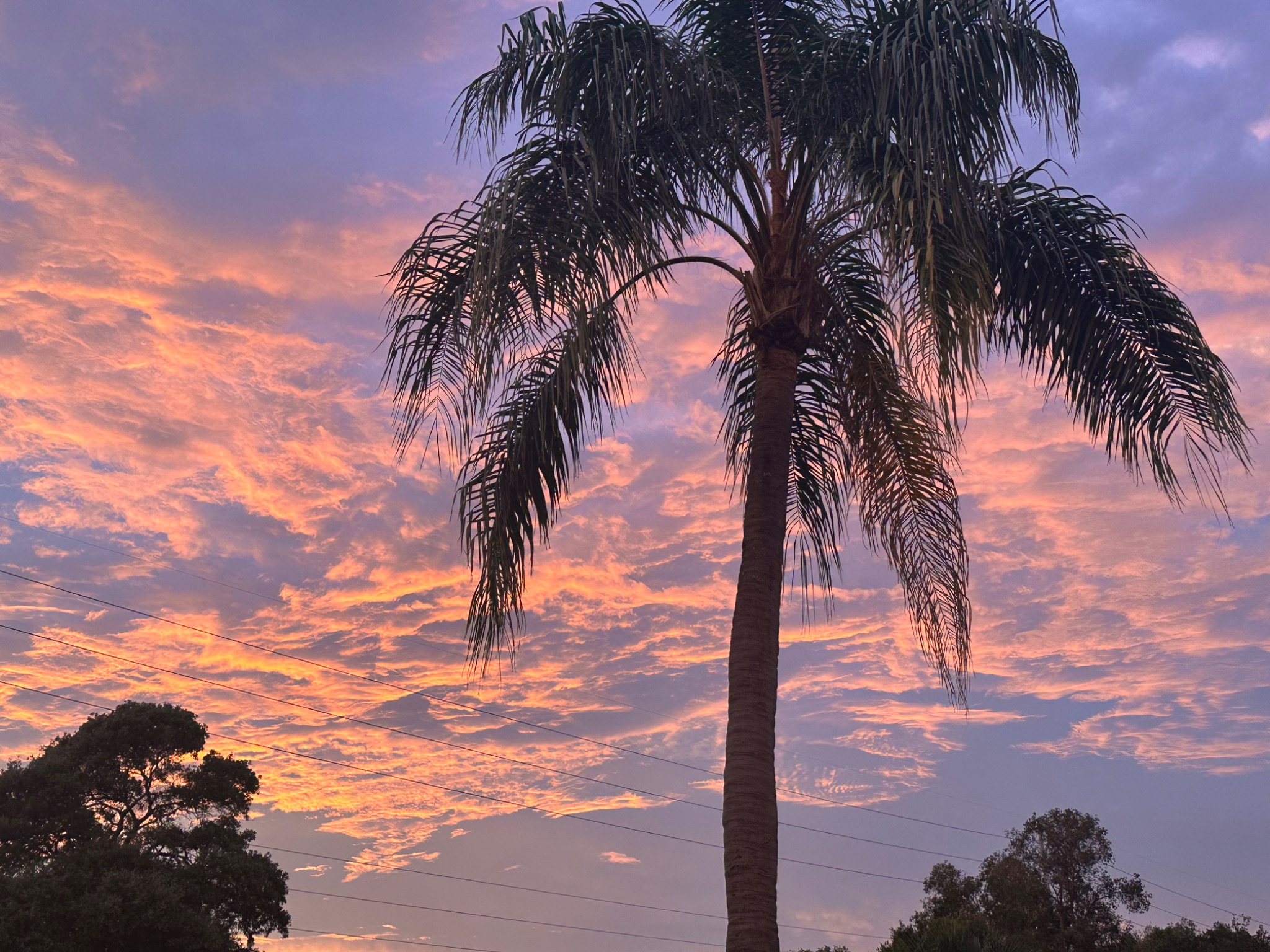 Community photo entitled  by Victoria Arnold on 07/10/2024 at Dunedin, FL, USA