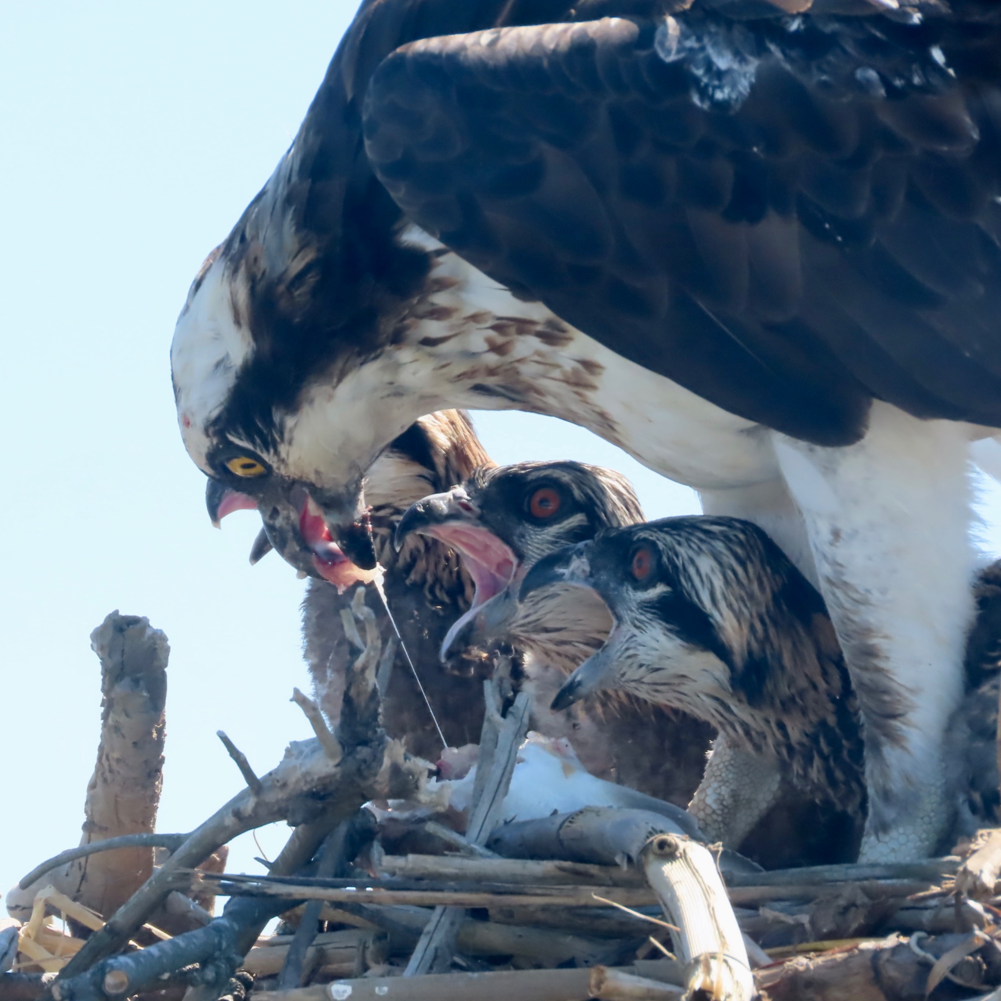 Community photo entitled Hungry Hungry Osprey by Lisa Ann Fanning on 07/02/2024 at Cape May, NJ