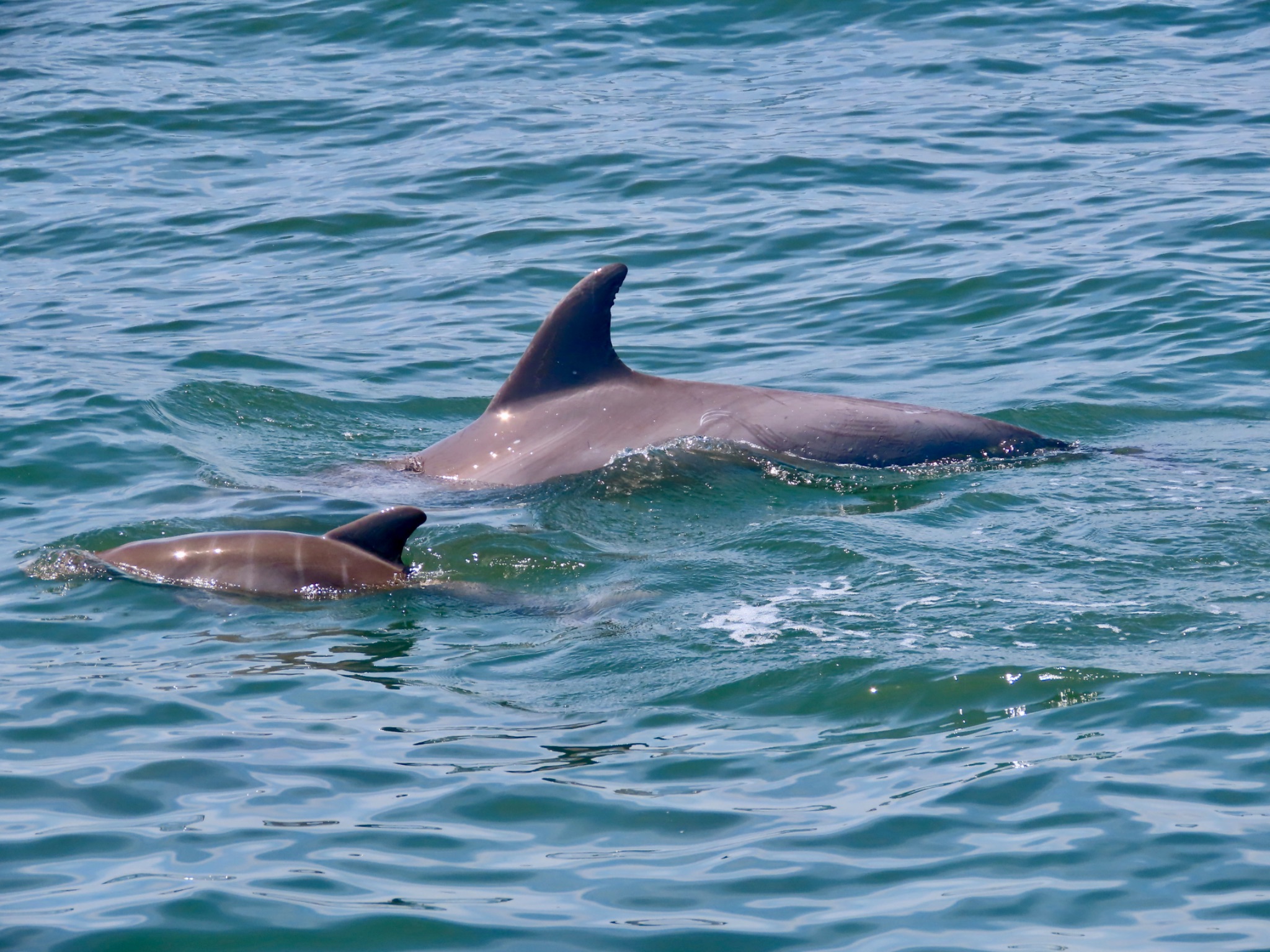 Community photo entitled Bottlenose Dolphin Mom and Calf by Lisa Ann Fanning on 07/02/2024 at Cape May, NJ