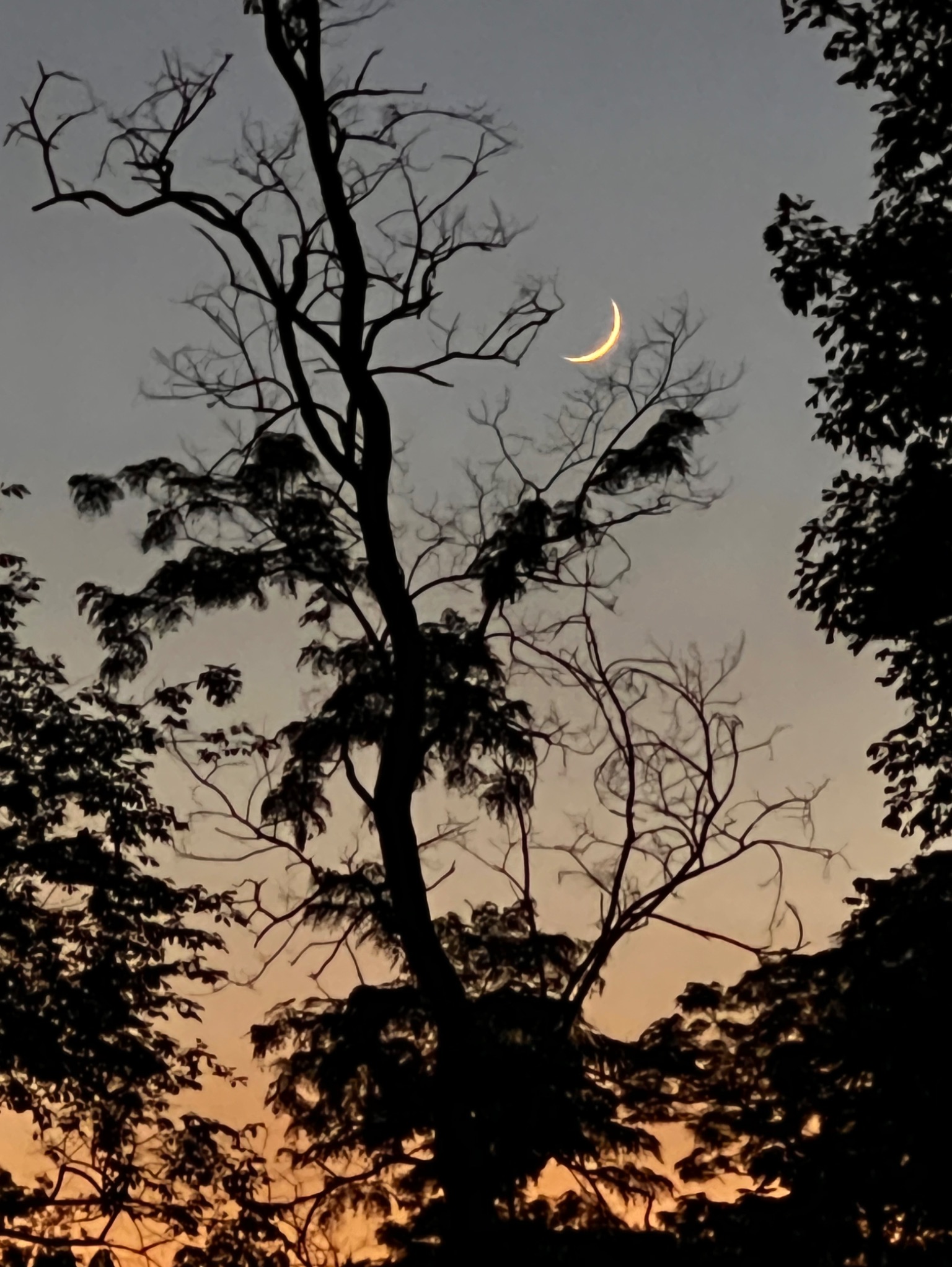 Community photo entitled Two day old crescent Moon by Sudhir Sharma on 07/07/2024 at Stormville, NY