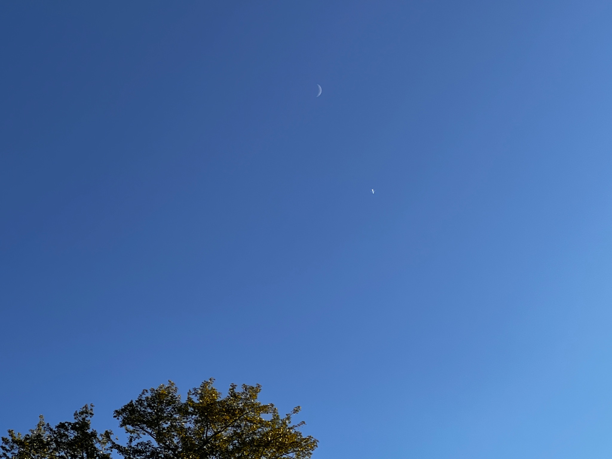 Community photo entitled Daytime Moon by Sudhir Sharma on 07/10/2024 at Stormville, NY