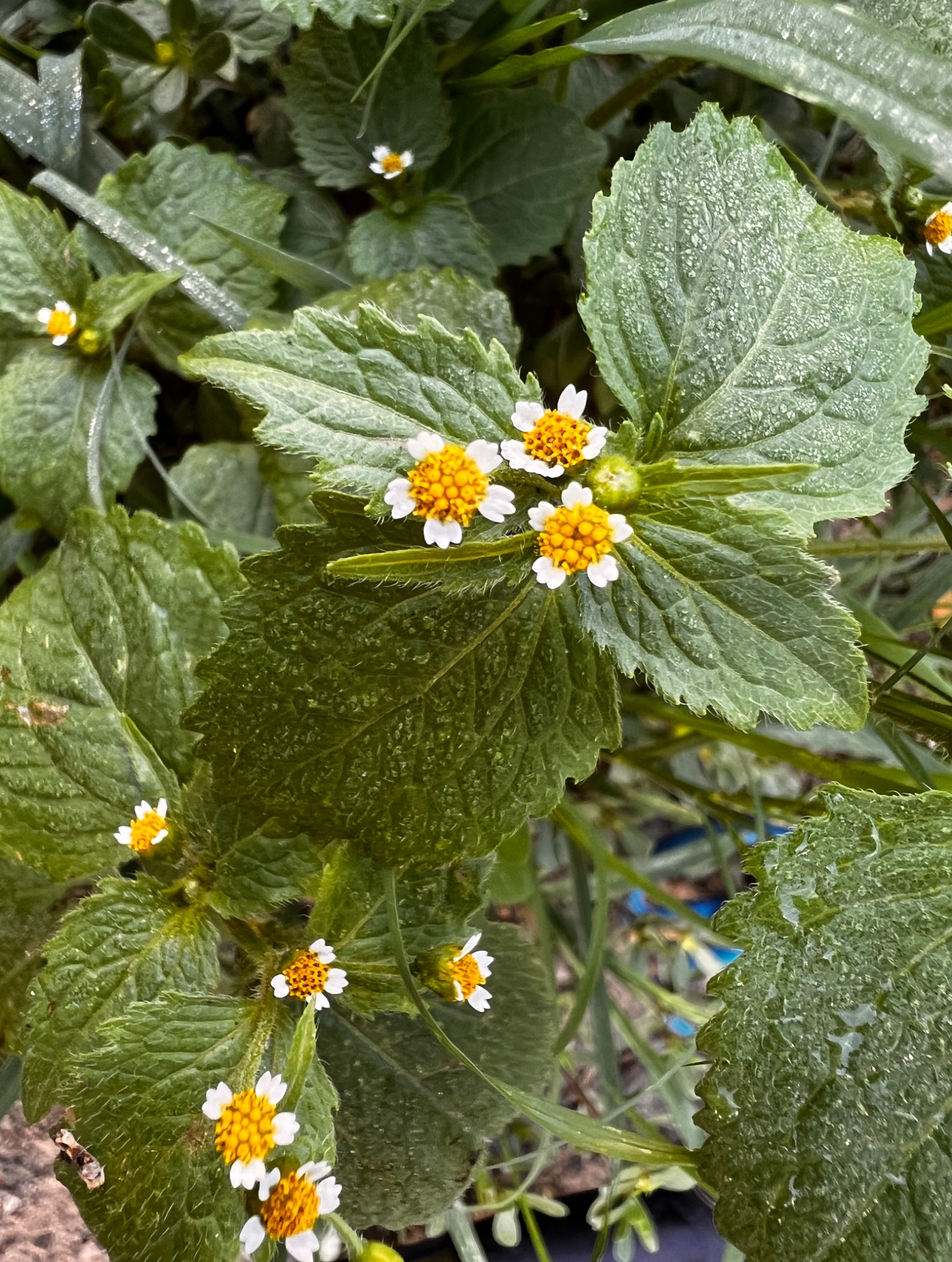 Community photo entitled Micro- Flowers by Sudhir Sharma on 07/12/2024 at Stormville, NY