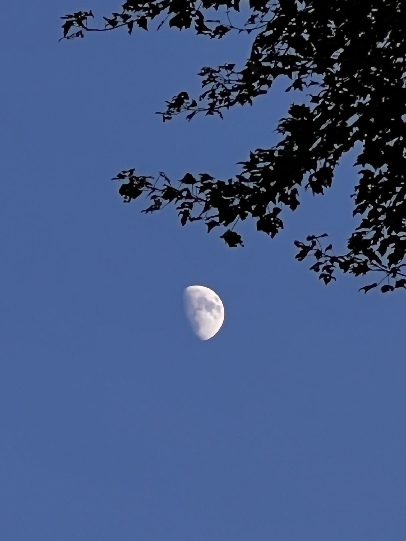 Community photo entitled Daytime Moon by Sudhir Sharma on 07/15/2024 at Stormville, NY