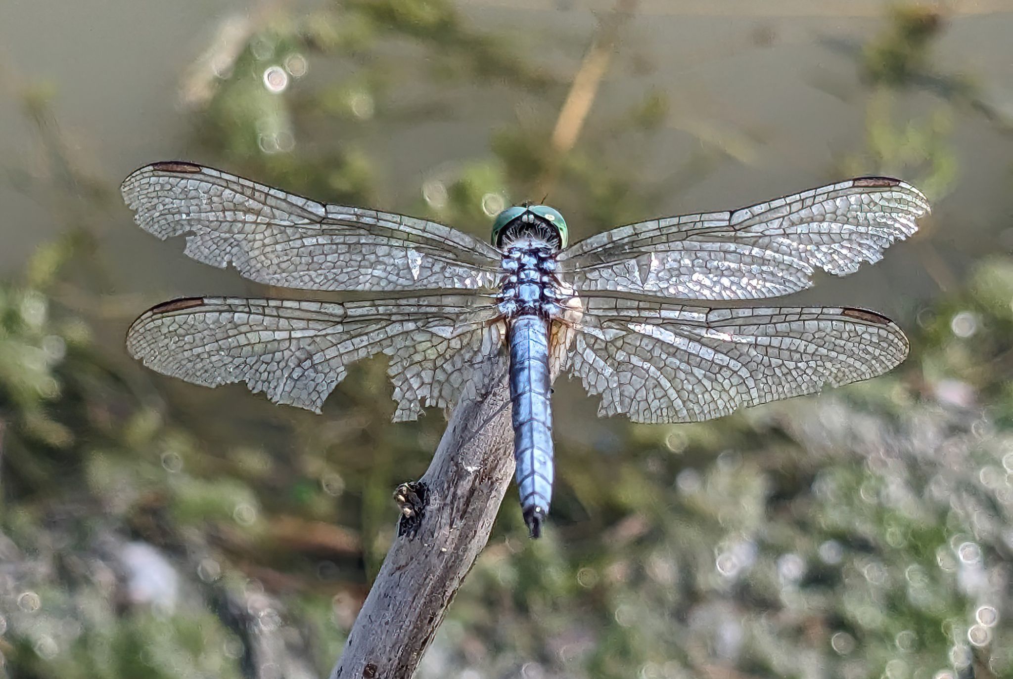 Community photo entitled Frazzled Dragon of Decker Lake by Steve Price on 07/31/2024 at Decker Lake, UT USA