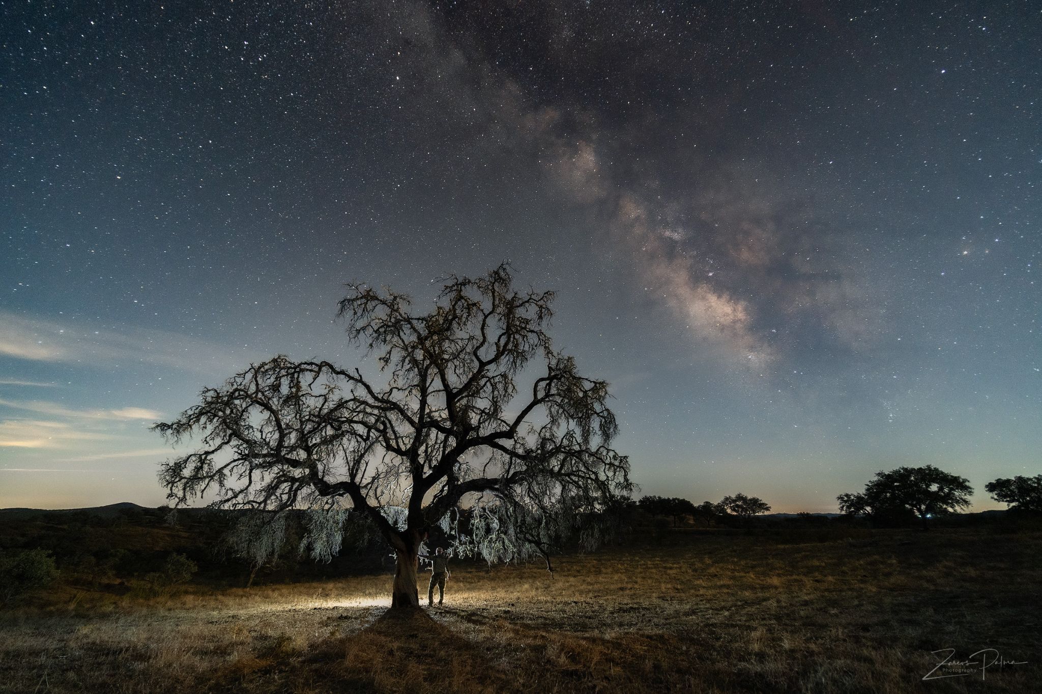 Community photo entitled Old oak under the stars by JOSE PALMA on 07/14/2024 at Corte do pinto , Serpa,Portugal