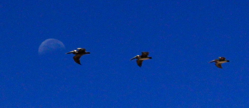 Community photo entitled Fly me To The Moon by Spencer Westbrook on 06/28/2024 at Jalama Beach, Santa Brbara County, Calif