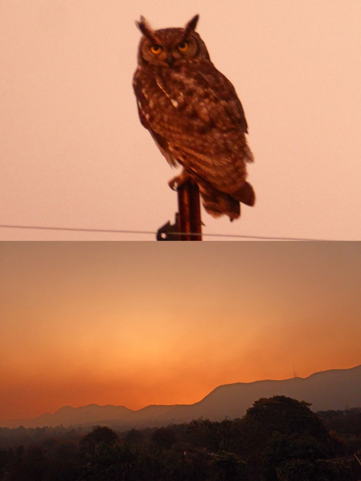 Community photo entitled Owl in Volcanic Sunset Twilight. by Peter Lowenstein on 07/29/2024 at Mutare, Zimbabwe