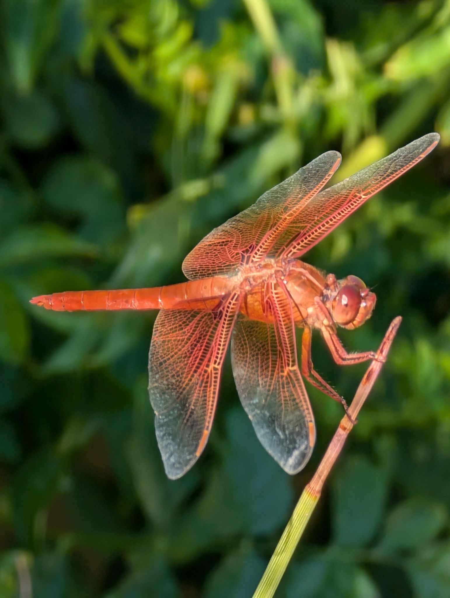 Community photo entitled Red Dragon by Craig Ruark on 07/20/2024 at Las Vegas, Nevada