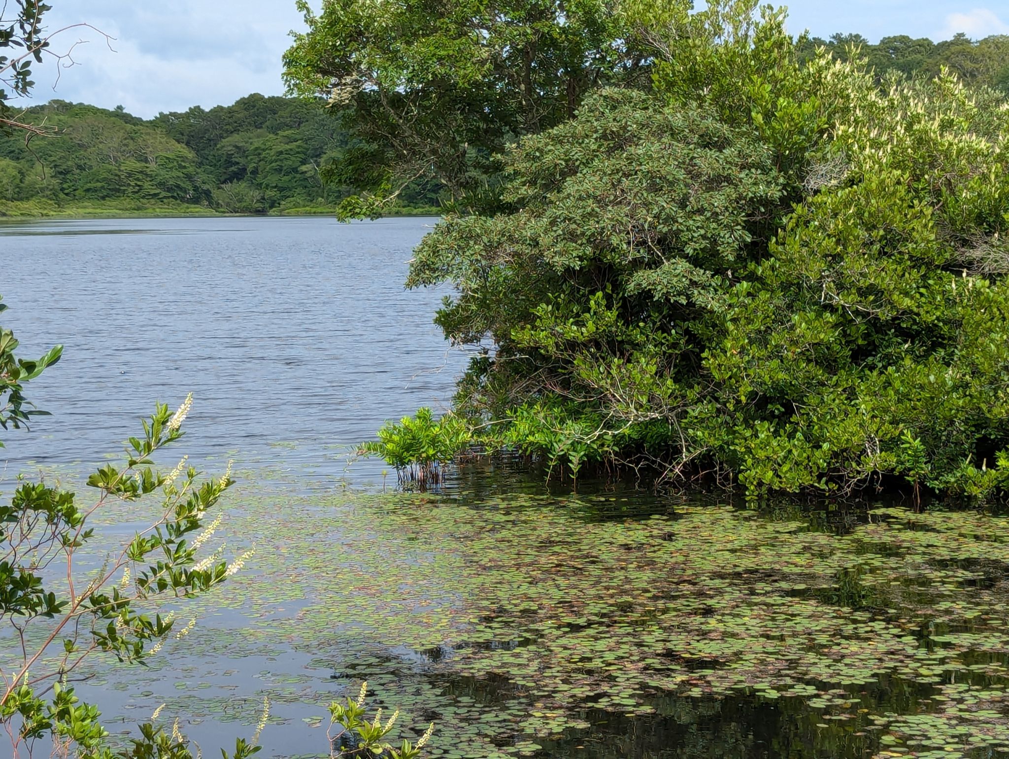 Community photo entitled Margaret's pond view by Louise Schimmel on 07/23/2024 at Bourne, MA, USA