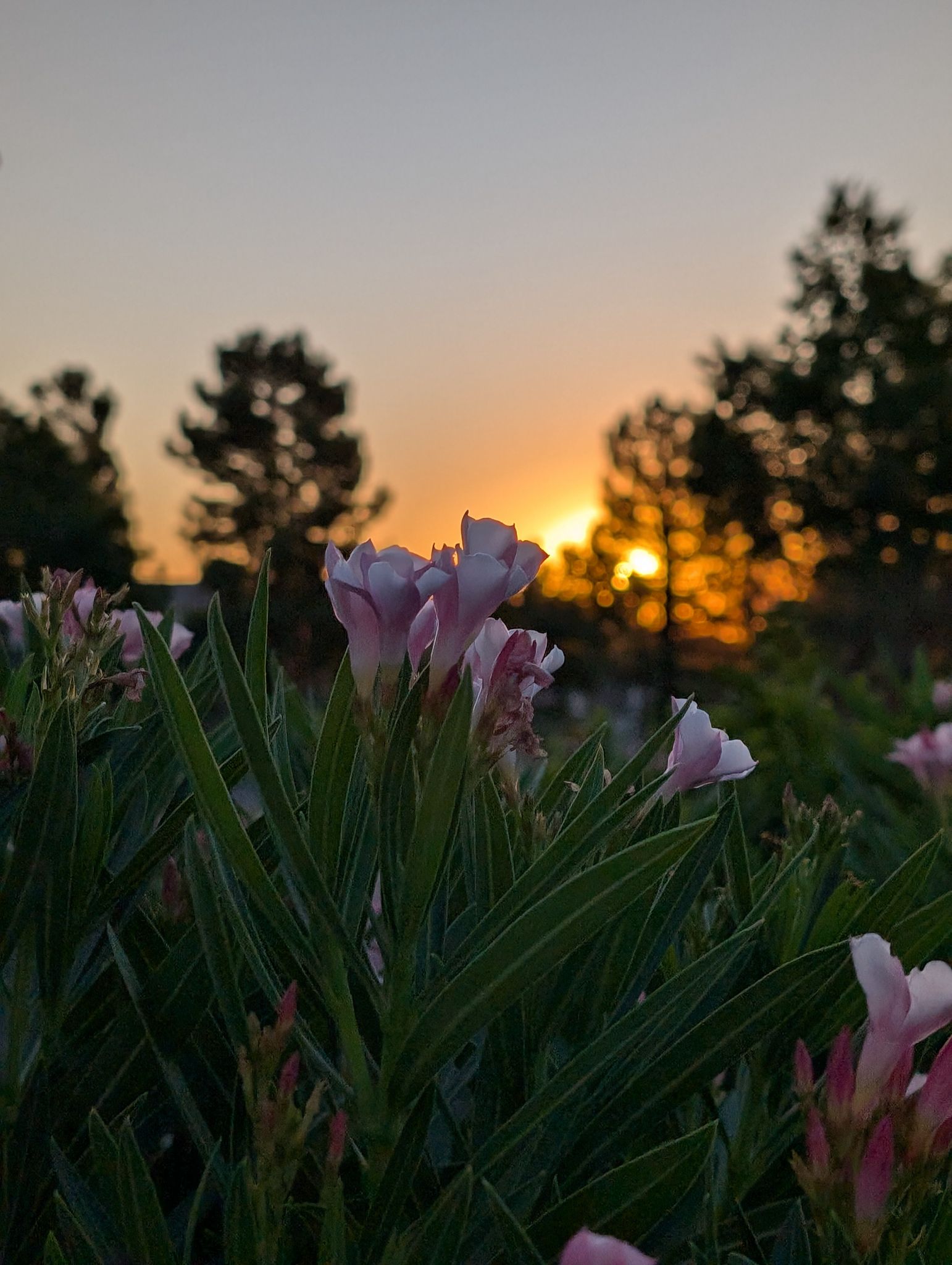 Community photo entitled Oleander Sunrise by Craig A Ruark on 07/30/2024 at Las Vegas, NV