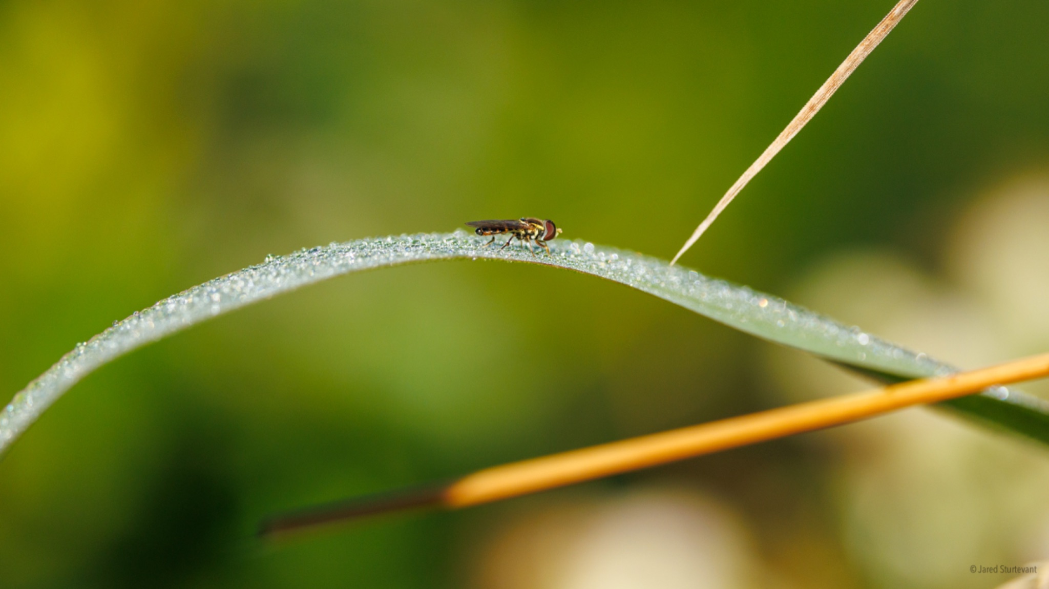 Community photo entitled Calligrapher Fly Warming Up by Jared Sturtevant on 07/07/2024 at Snohomish, WA, USA