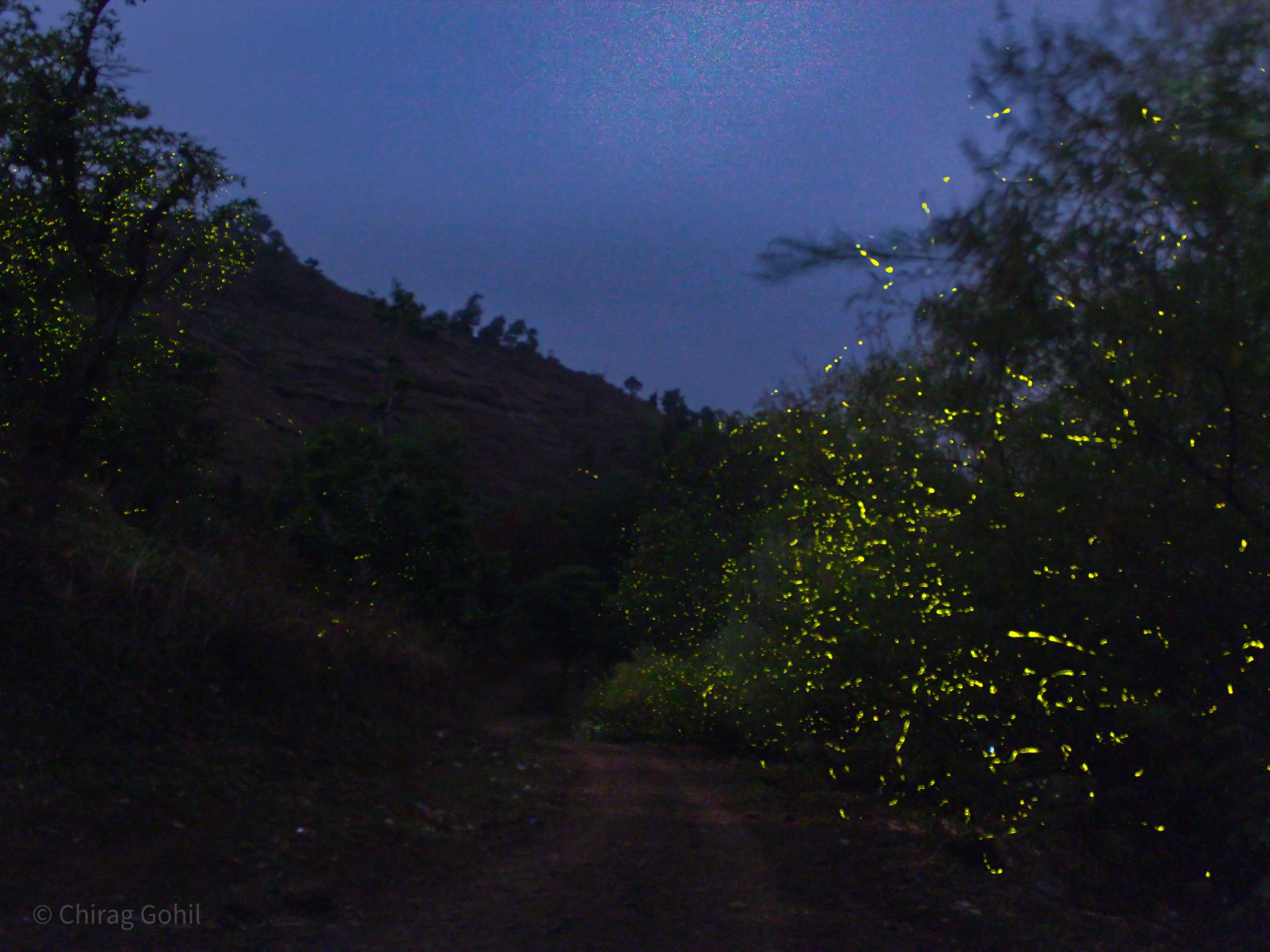 Community photo entitled Pathway To Bioluminescence World by Chirag Gohil on 06/15/2024 at Shyadri Mountain Range, INDIA