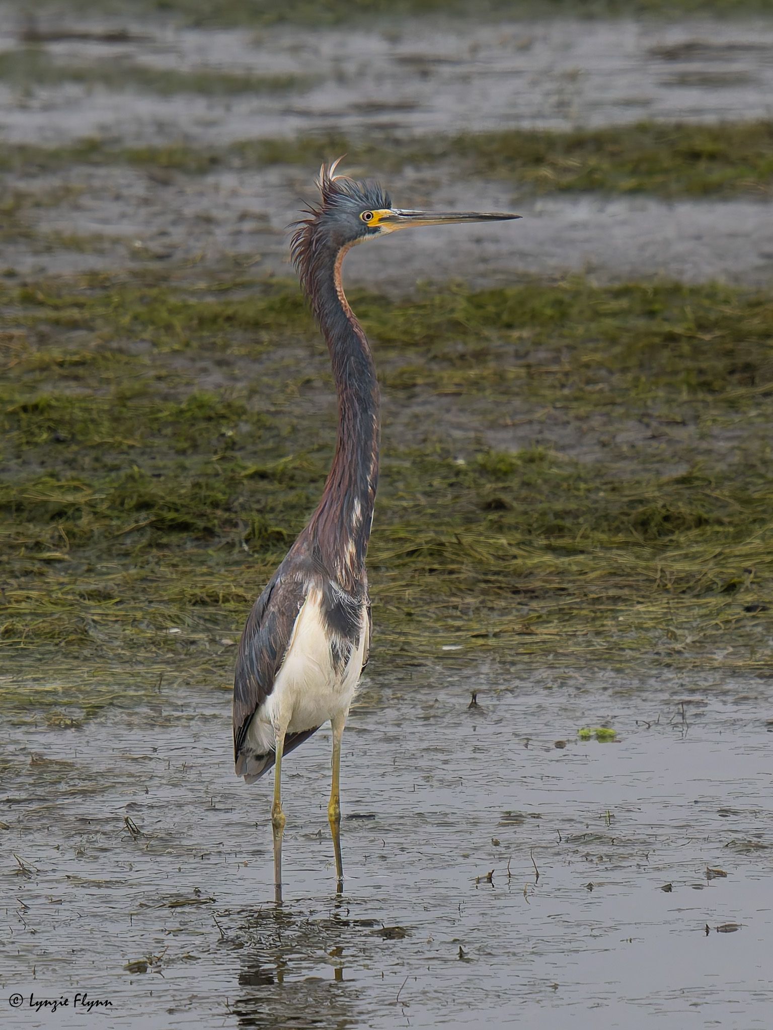 Community photo entitled Standing Tall by Lynzie Flynn on 07/12/2024 at Malibu, California, USA