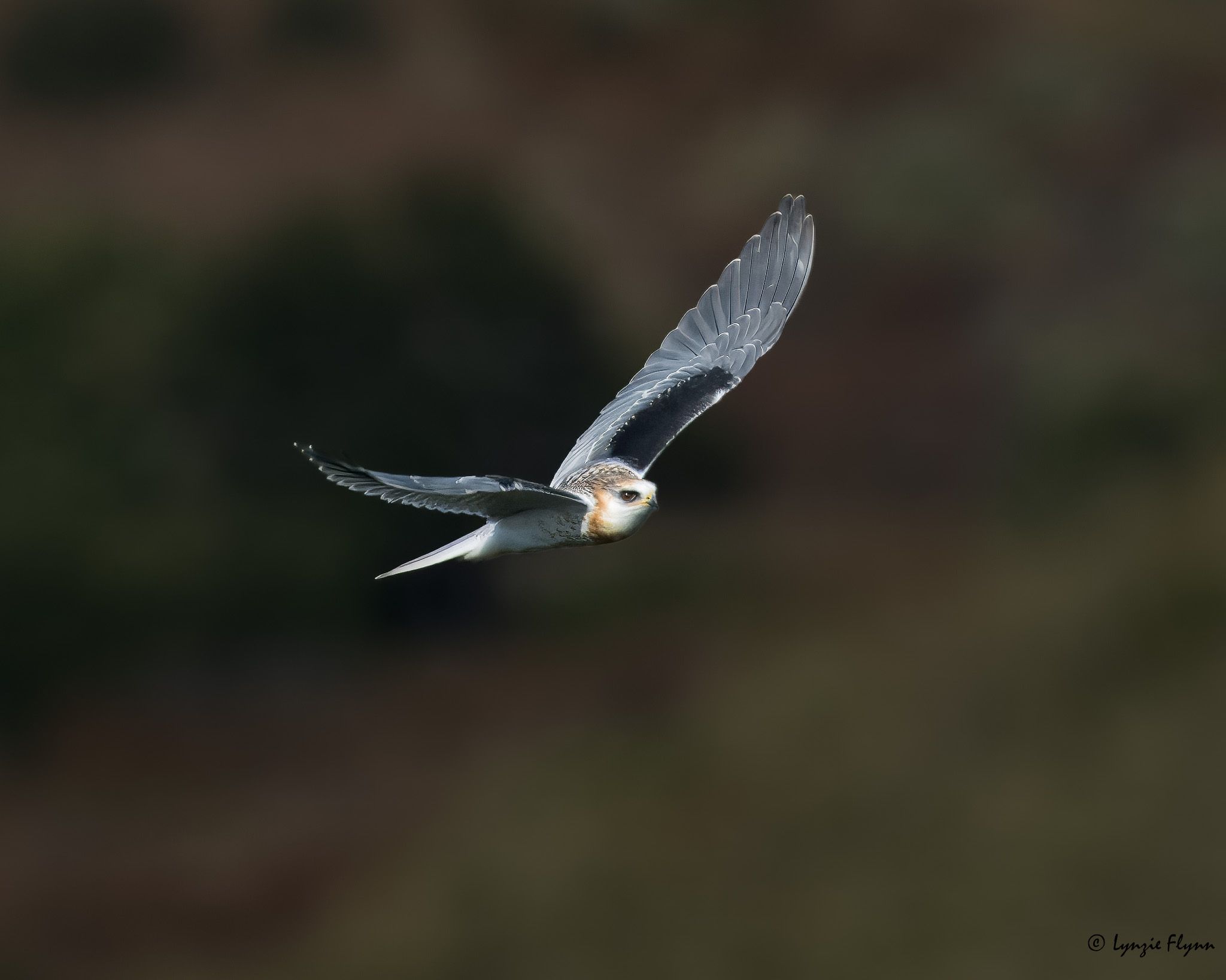 Community photo entitled White-tailed Kite by Lynzie Flynn on 07/13/2024 at Irvine, CA, USA