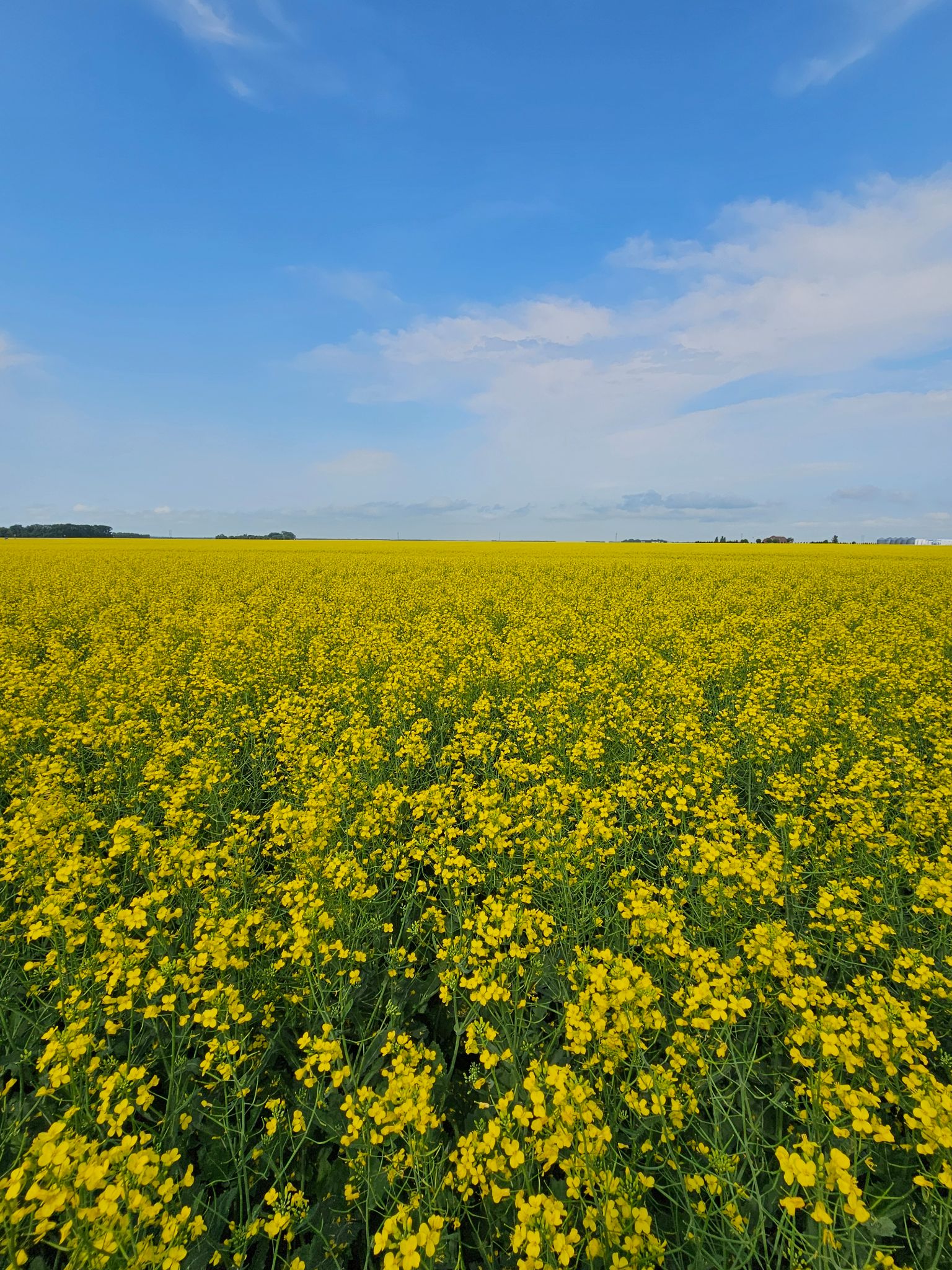 Community photo entitled Canola in Bloom by Lisa Durick on 07/04/2024 at Pembina, North Dakota USA