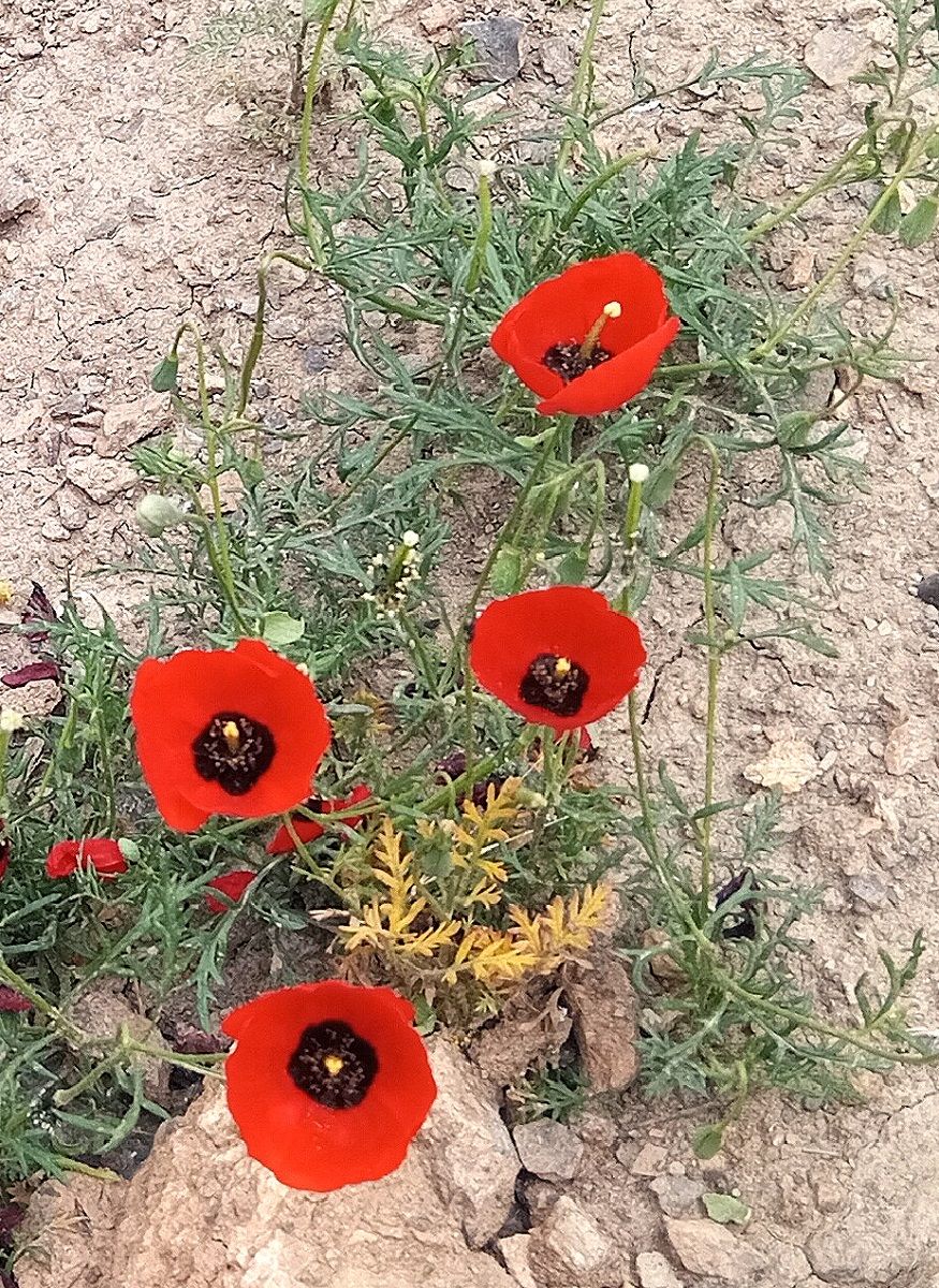 Community photo entitled  by Hassan Dadashi . Arani on 07/11/2024 at Esfahan province. Iran